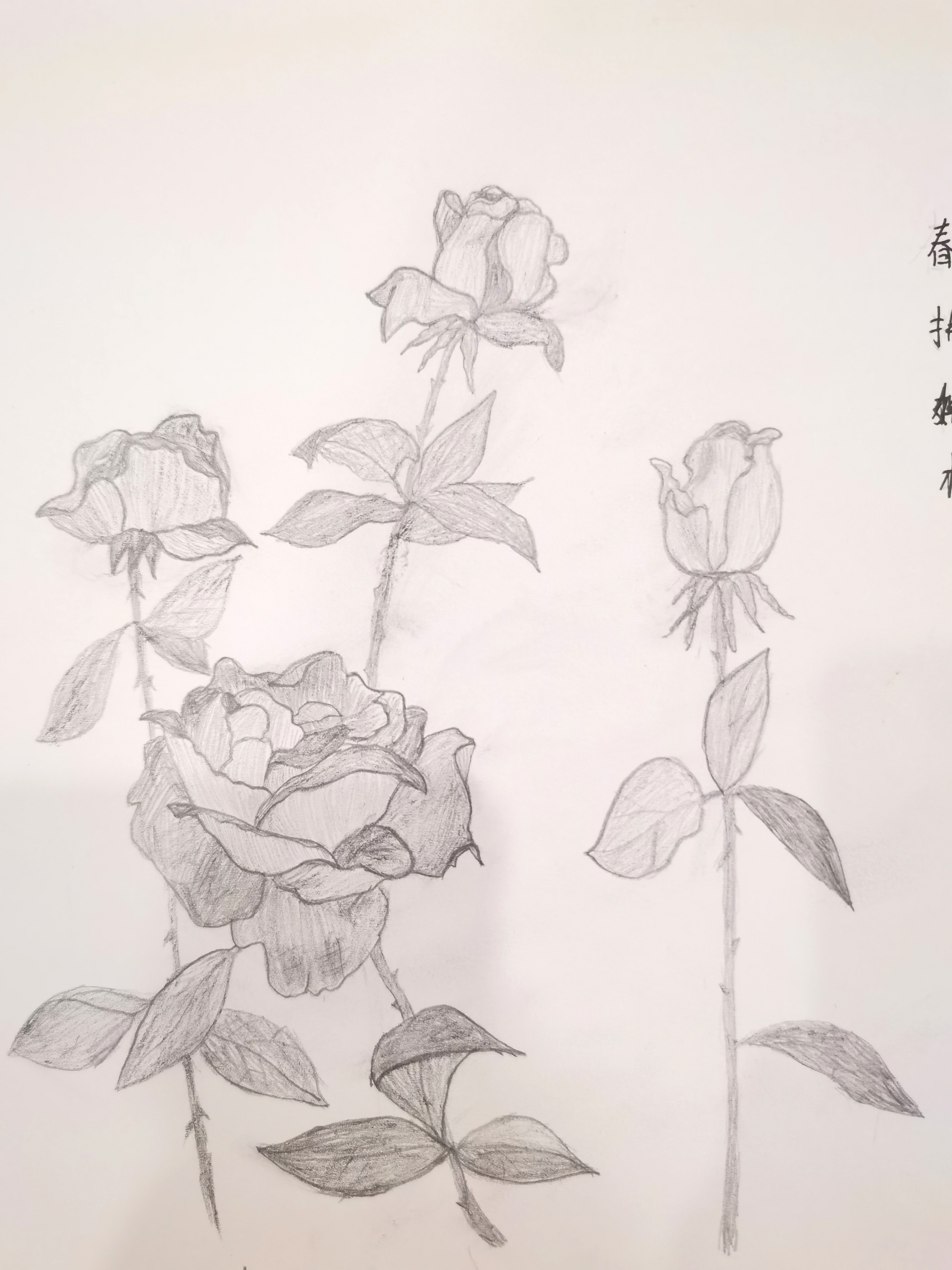 月季花素描图片简笔画图片