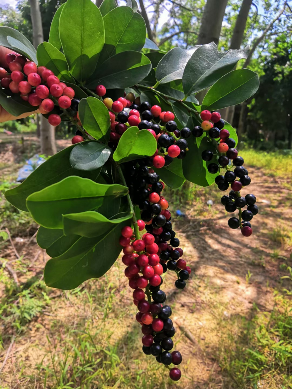 茶片果实图片