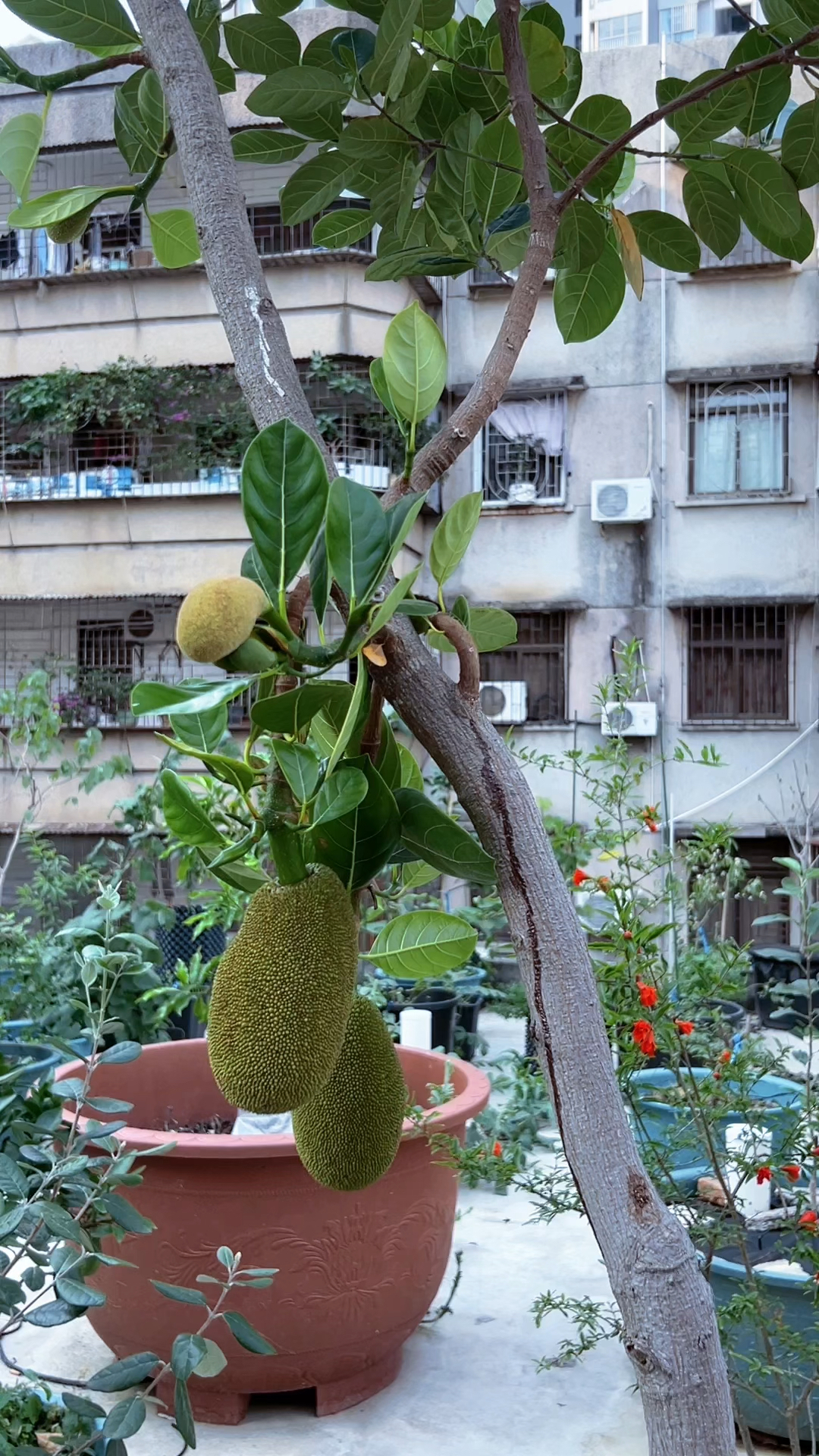 盆栽菠萝蜜,懒人施肥法