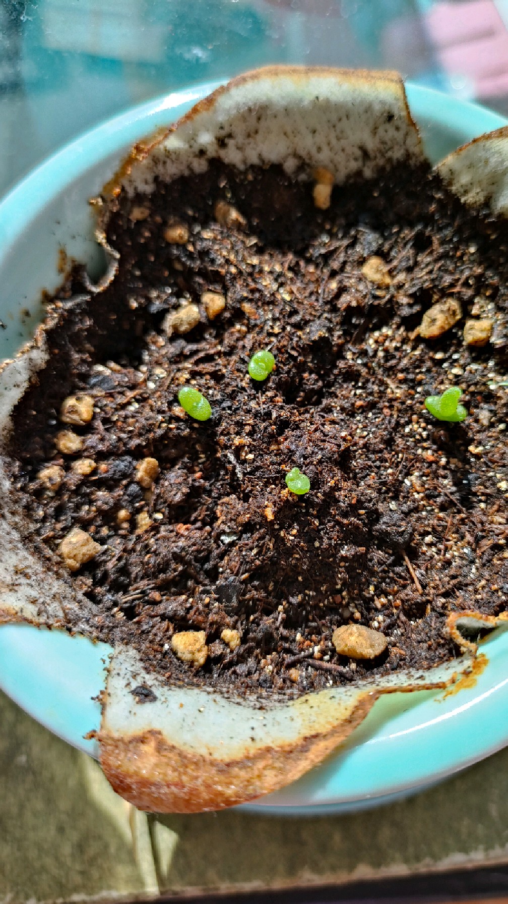 第二次发芽的碧光环已经长出兔耳朵啦,冒尖尖了