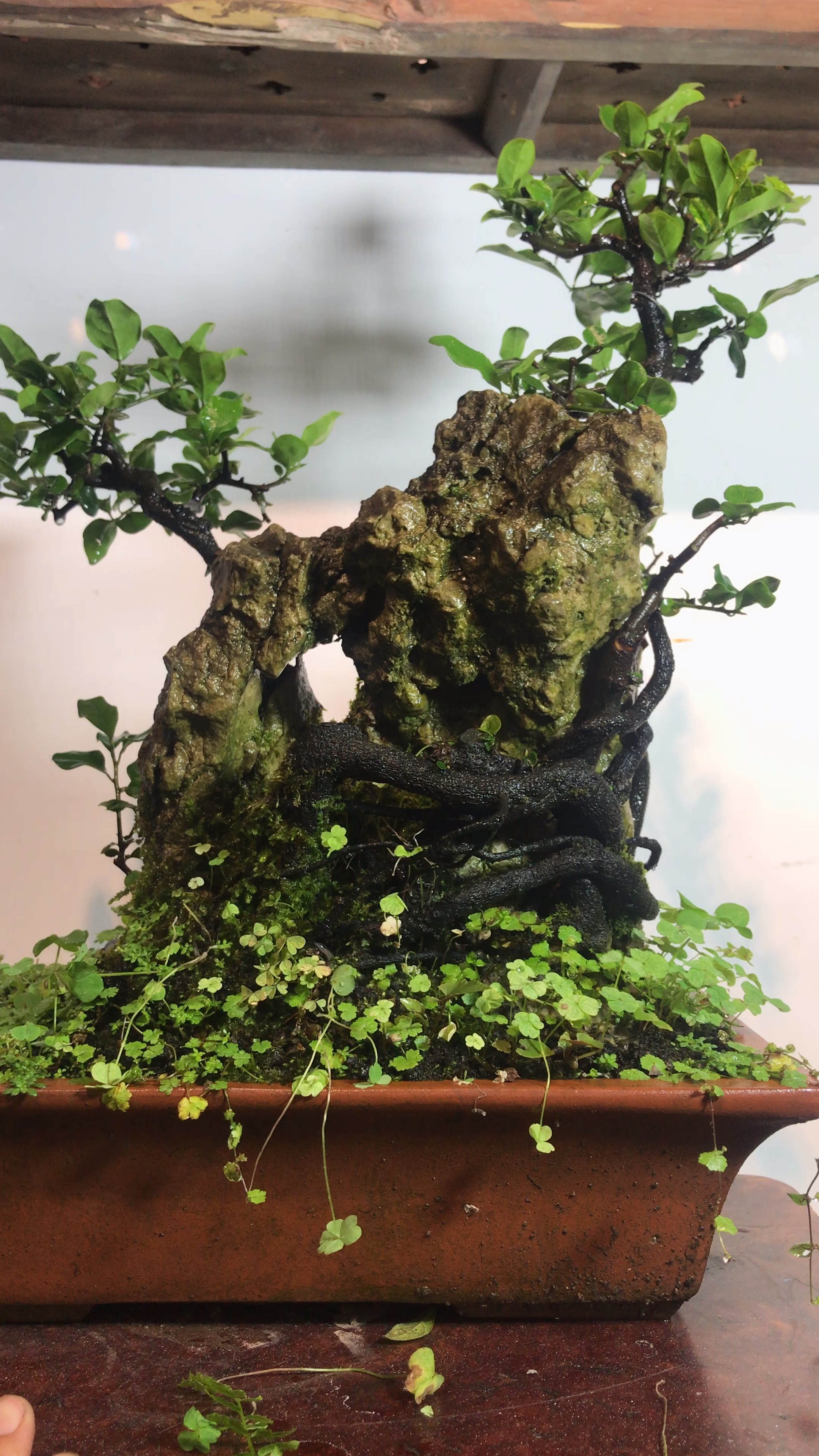 金弹子盆景附石老桩