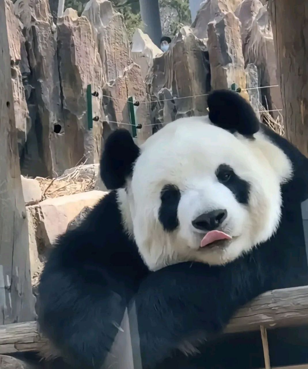 飞云不仅长得美 还多才多艺 会挖洞的美女谁不心动哇 像只仓鼠91似