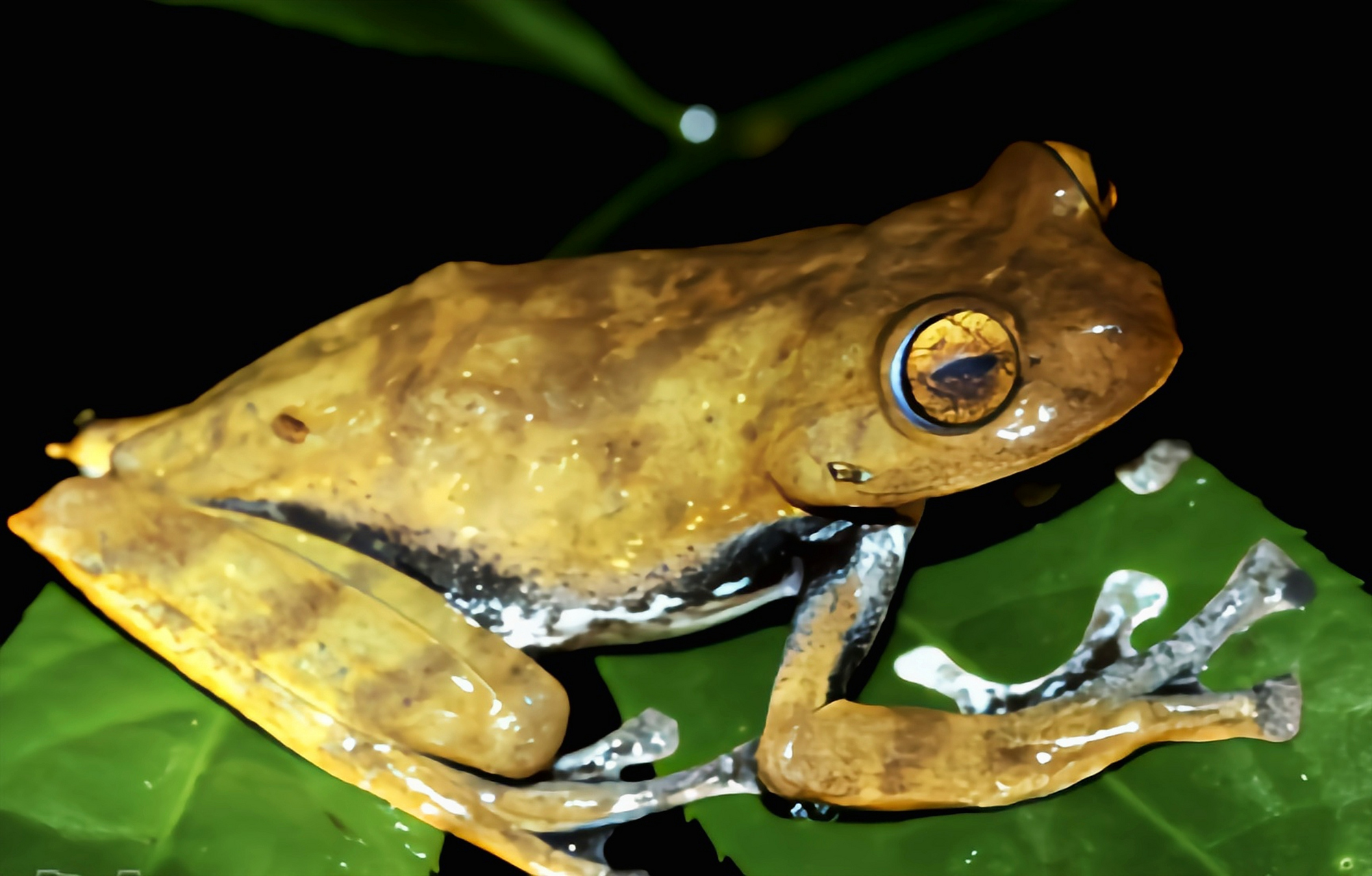 每天认识一种动物——吸血飞蛙 吸血飞蛙别名飞行树蛙,仅分布于越南