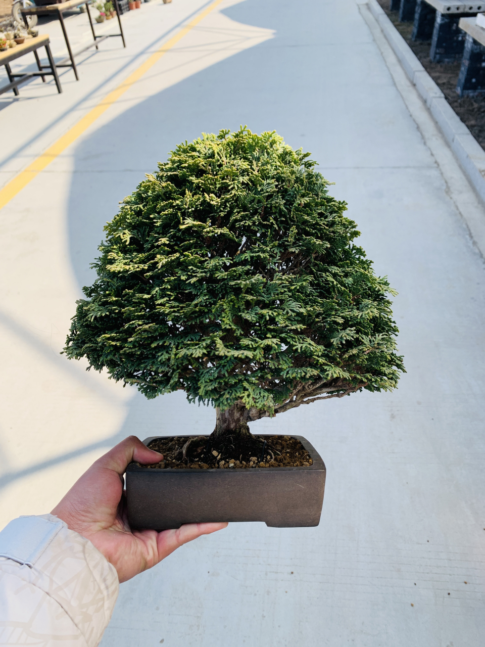 精品津山桧,大蘑菇头很好看啊