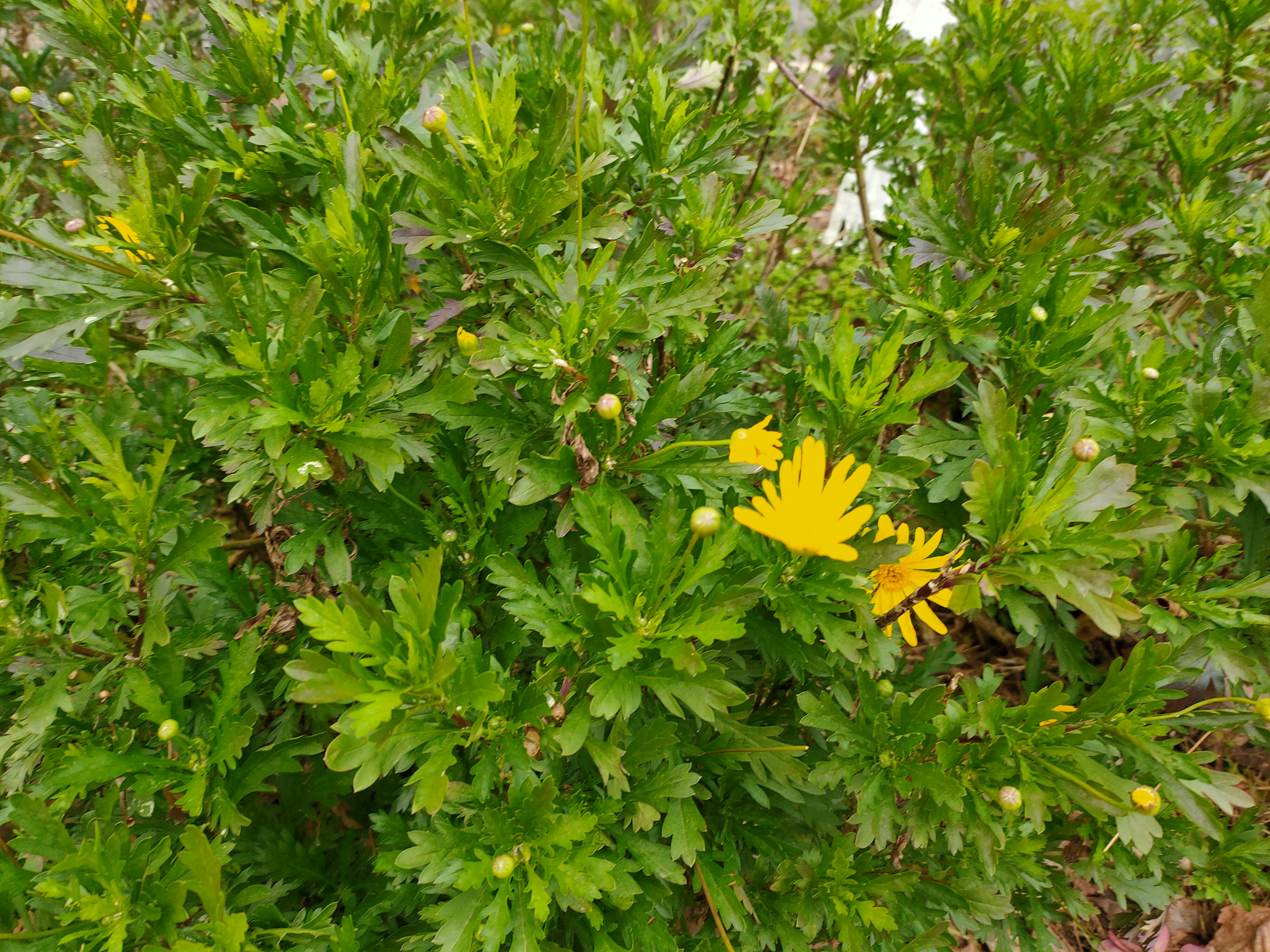 黄金菊——即猫儿菊,是一种菊科猫儿菊属植物,多年生草本花卉