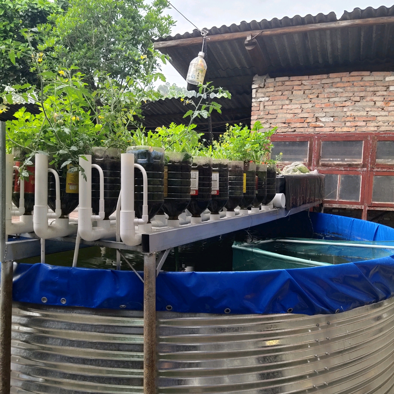 在我们鱼菜共生系统所有蔬菜都可以种,只是家庭种植叶菜类比较实用,这