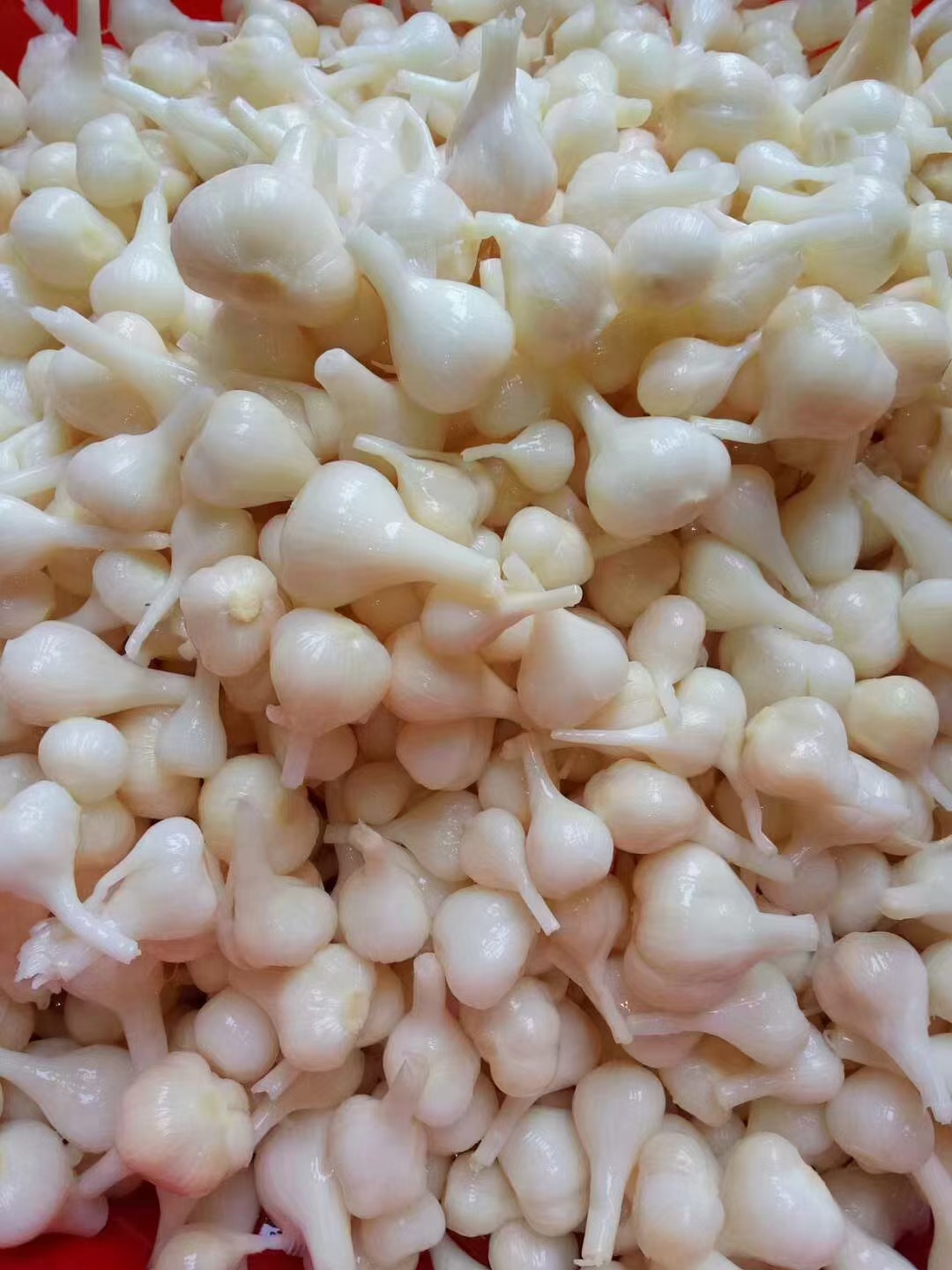 泡蒜头你吃过吗?