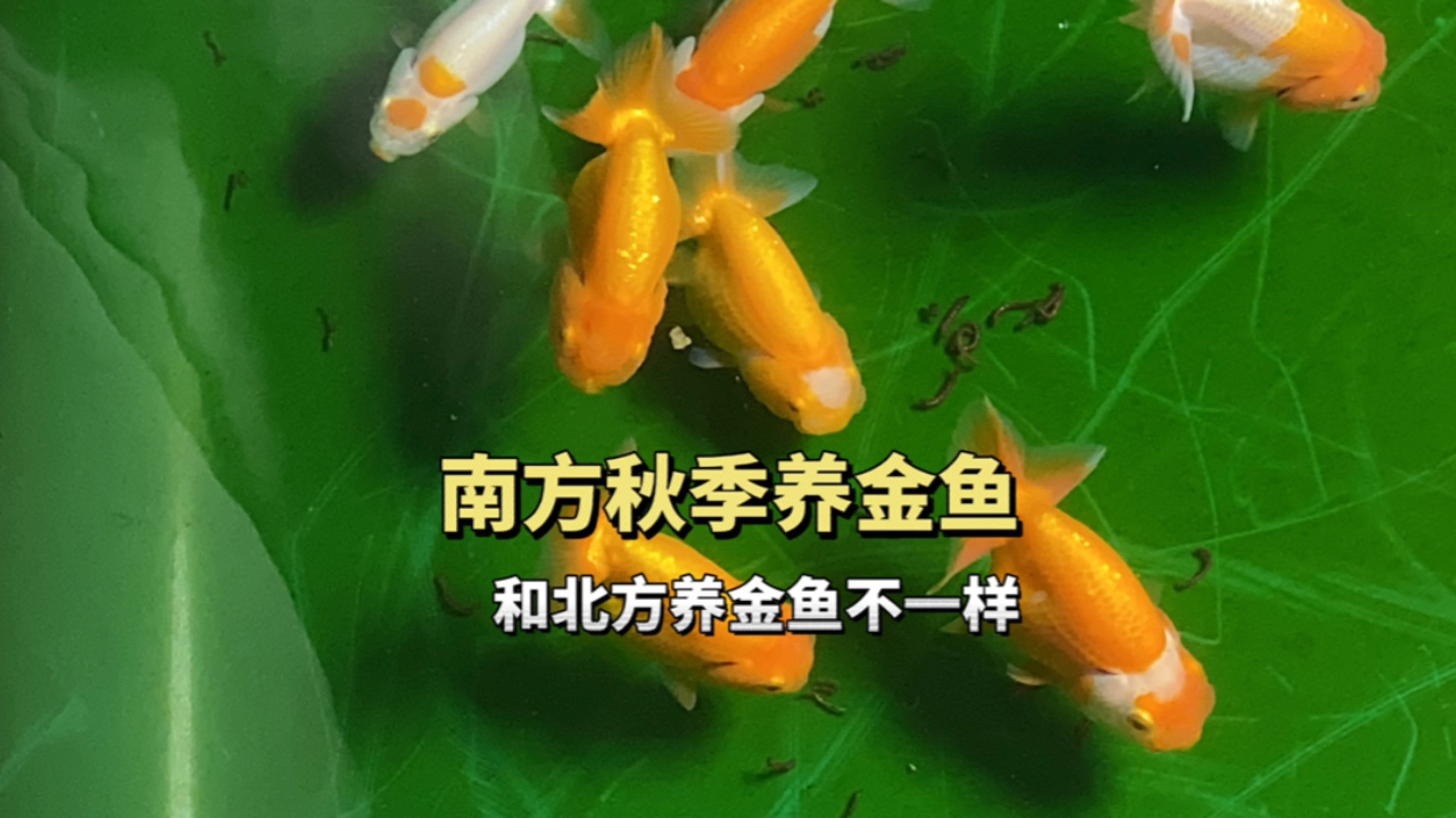南方秋季养金鱼和北方养金鱼不一样,适当催一下红虫