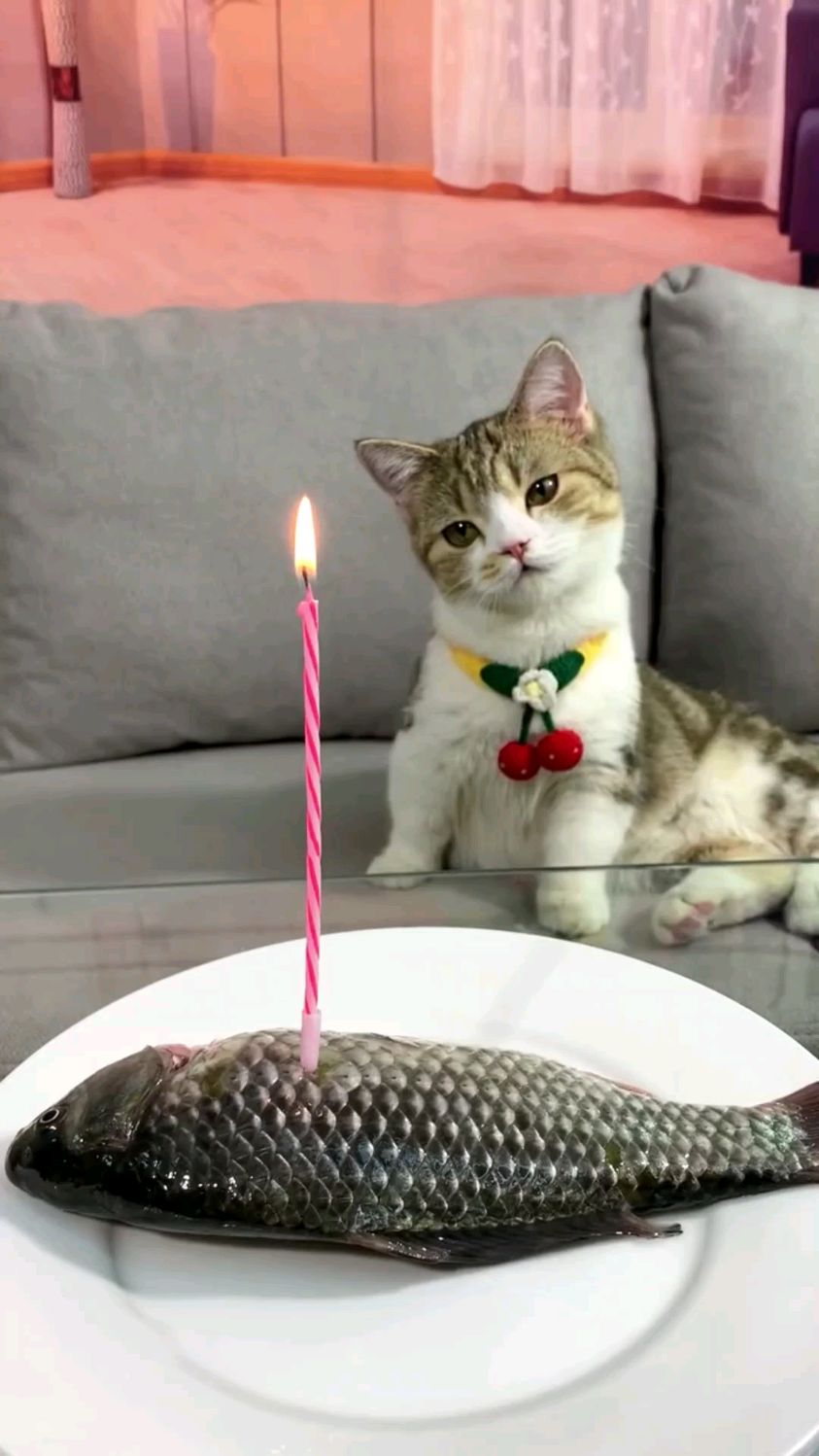 猫咪吹蜡烛生日图片图片