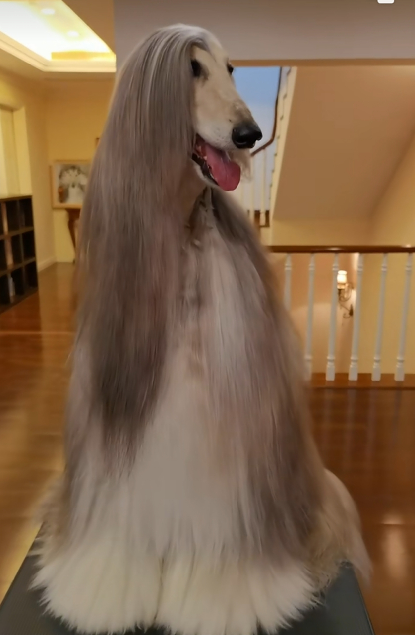 这狗长得好贵气啊,洗个澡很费事吧,一身的毛!