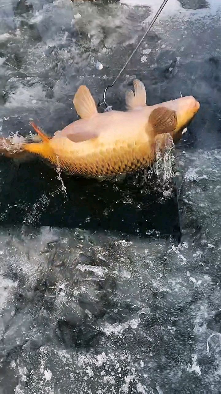 一条圆滚滚肥硕的鲤鱼王出水了