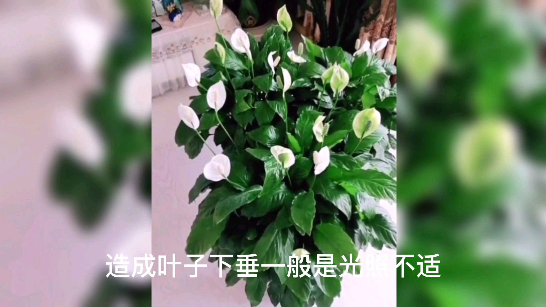 一帆风顺叶子下垂,只要按照此步骤,让它“焕发第二春”