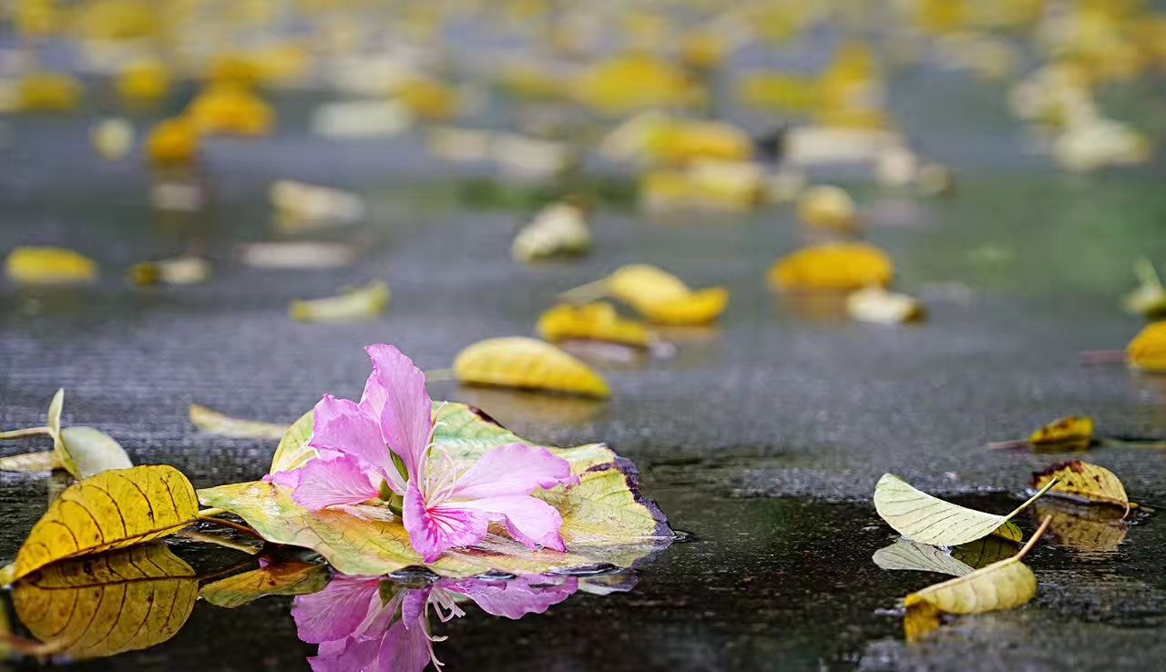 电脑高清壁纸全屏落花图片