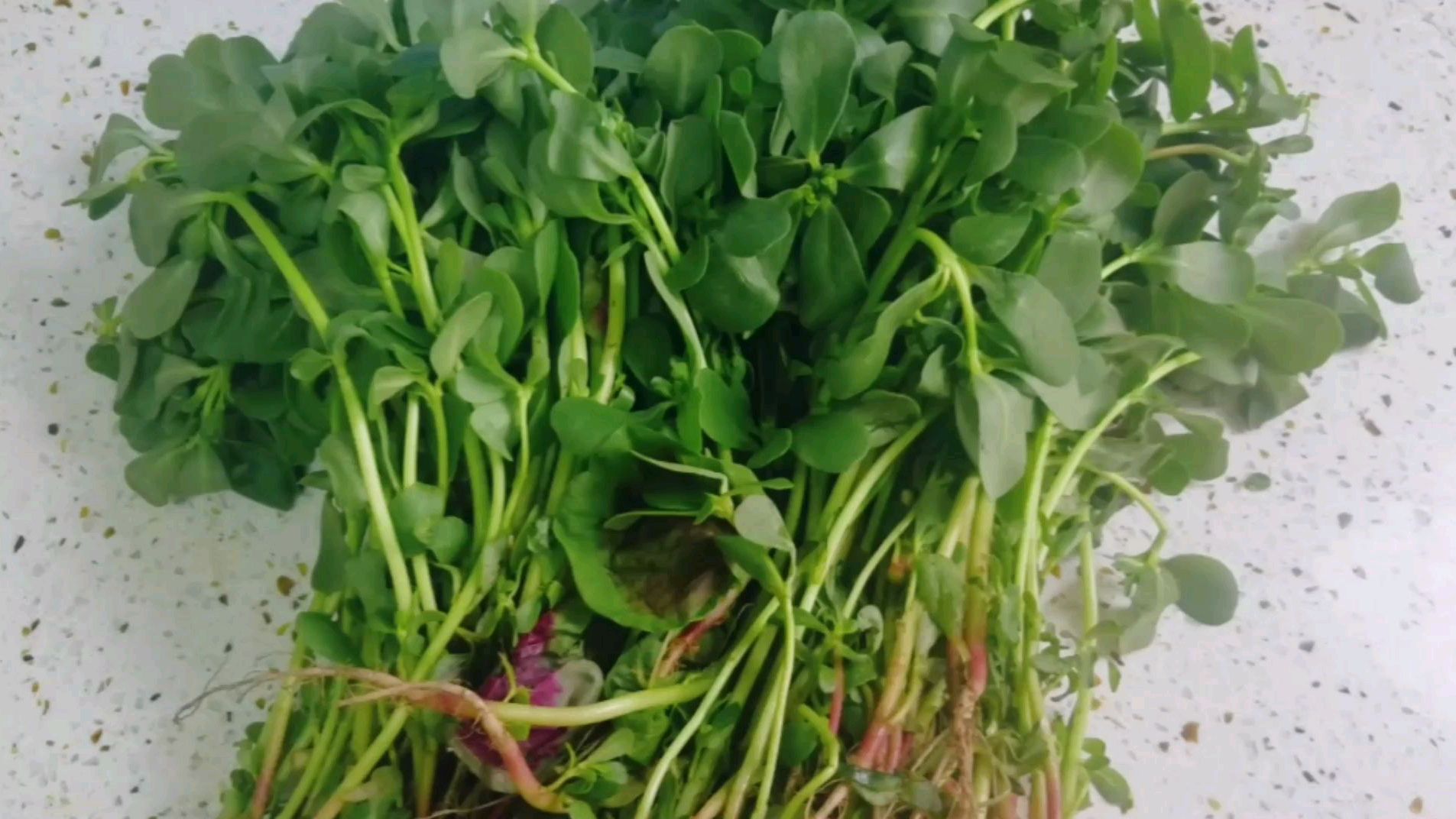 绿色食品野菜马齿苋的做法家常美食马齿苋炒鸡蛋好吃营养又美味