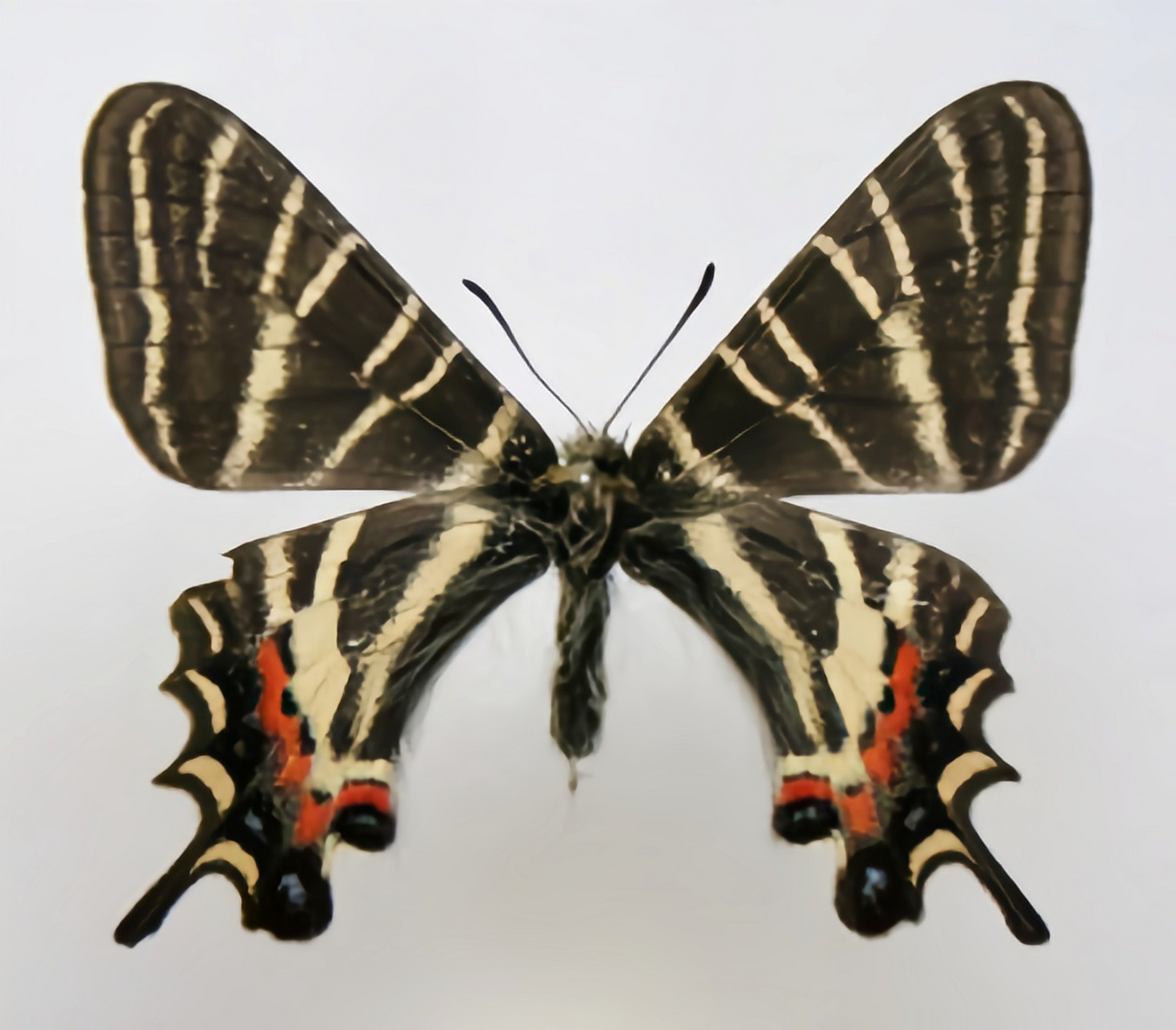 每天认识一种昆虫——太白虎凤蝶 太白虎凤蝶别名长尾虎凤蝶,翅展4.