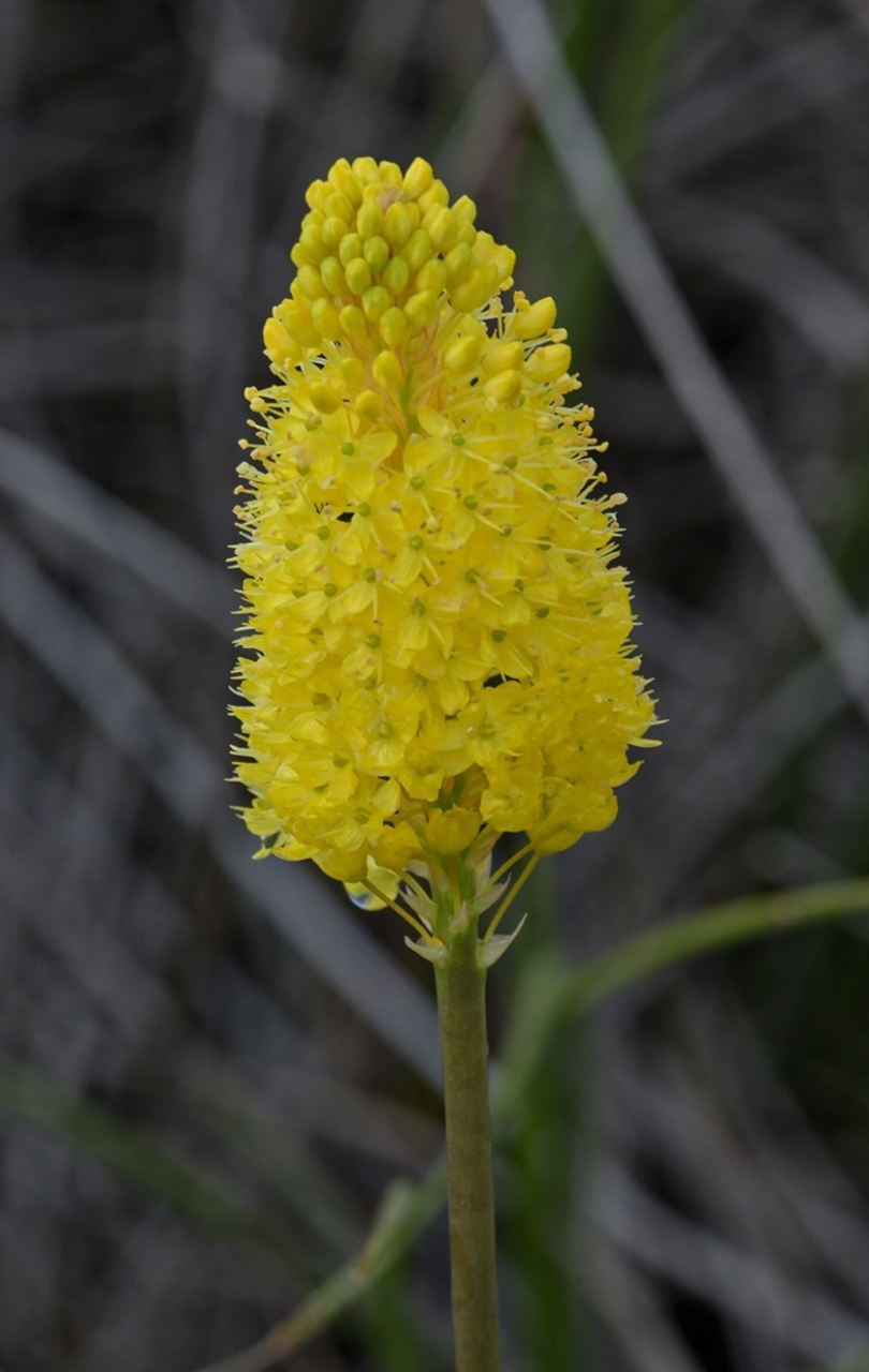 阿福花科 粗尾草属 优雅粗尾草 bulbinella elegans #ai助手创作季