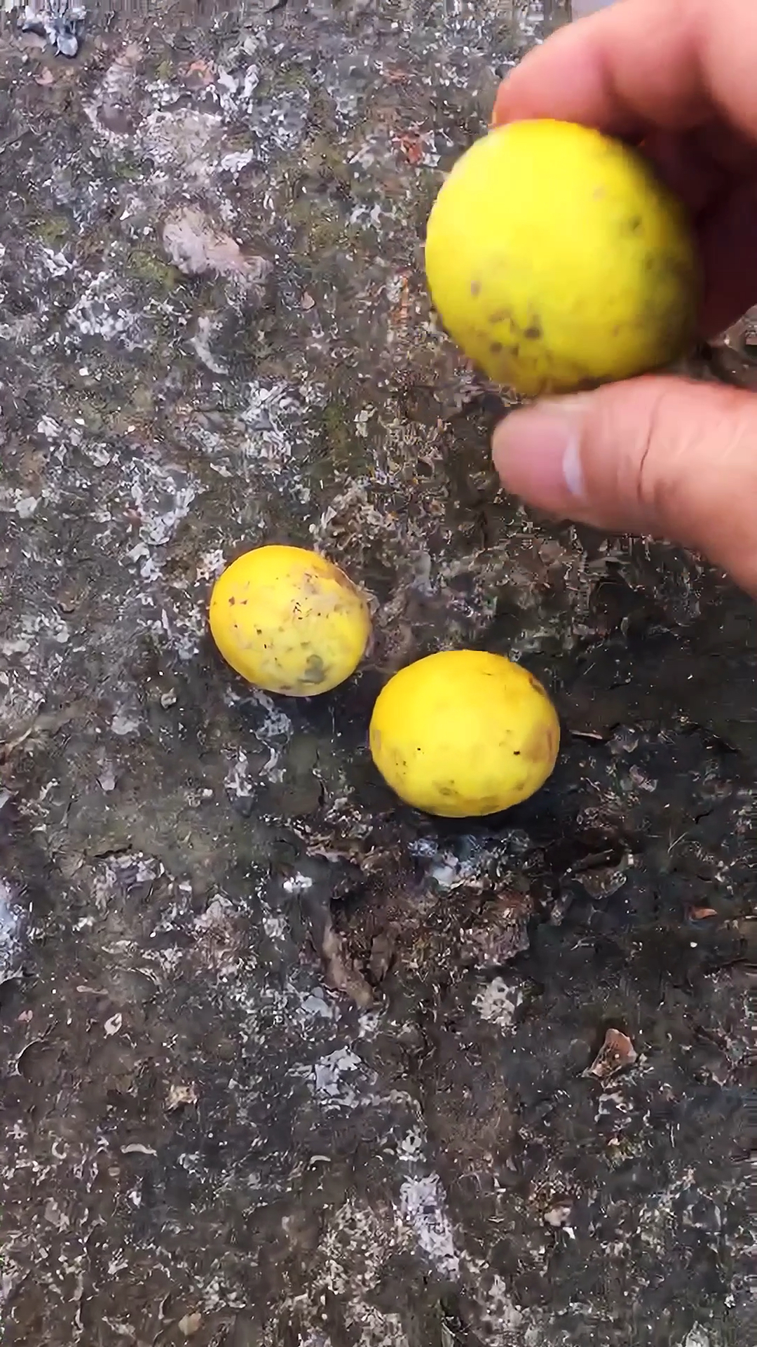 马泡瓜我们叫狗屎瓜中的王者网友小时候遇到能高兴好几天