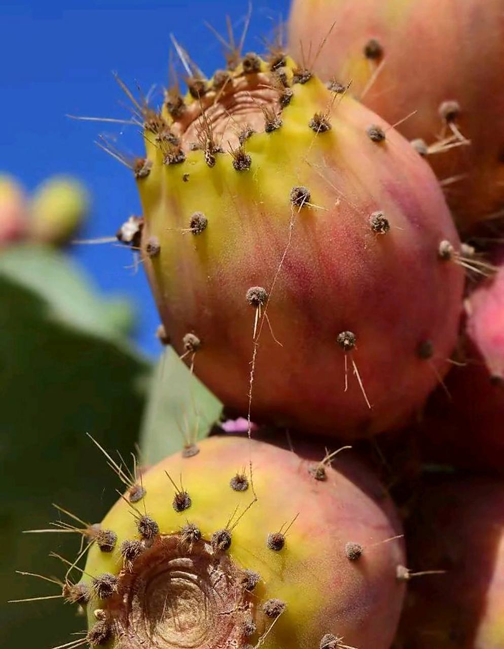 网友:仙人掌上的果子是火龙果吗?能吃吗?