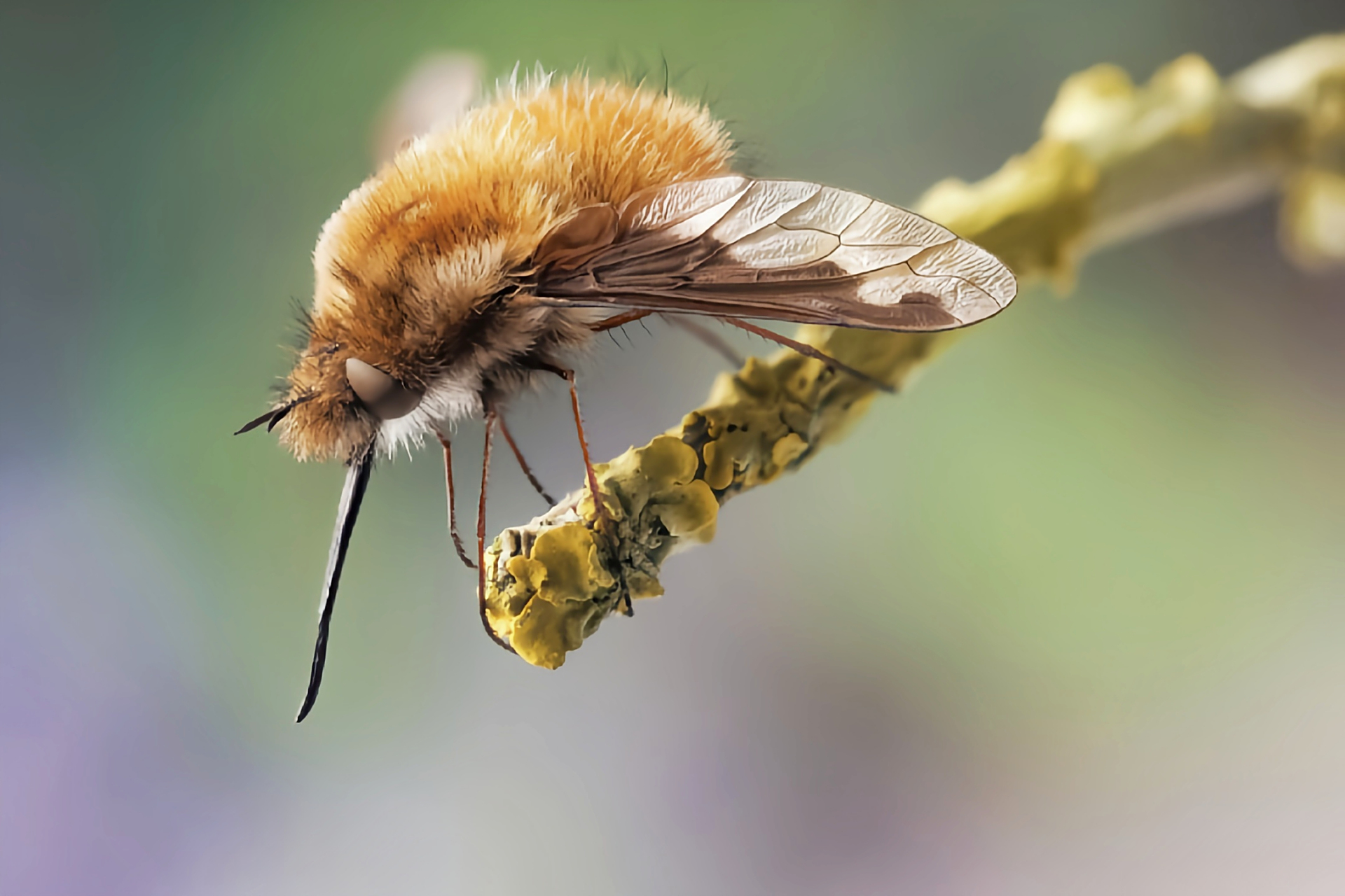 每天认识一种昆虫——大蜂虻 大蜂虻又叫"绒蜂虻",它的身体表面长有