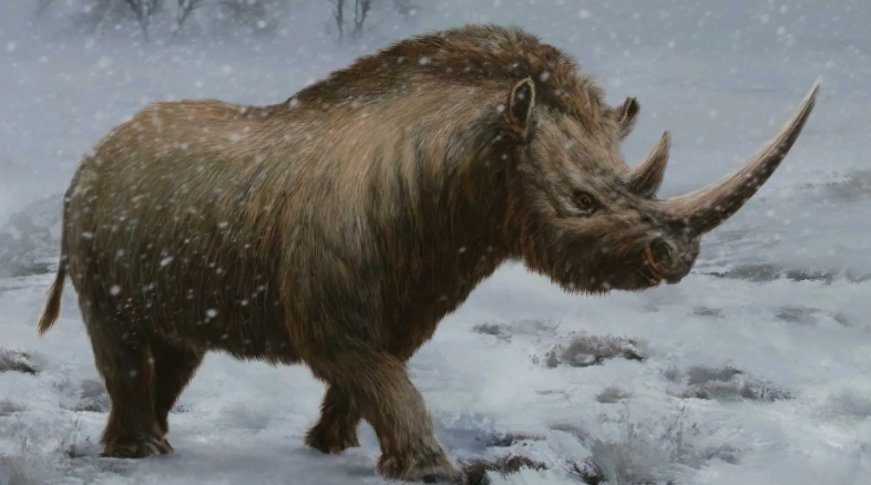 披毛犀是什么东西呢?