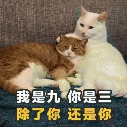 猫咪表情包:渣猫!长了一张人畜无害的脸,到处撩女孩子!