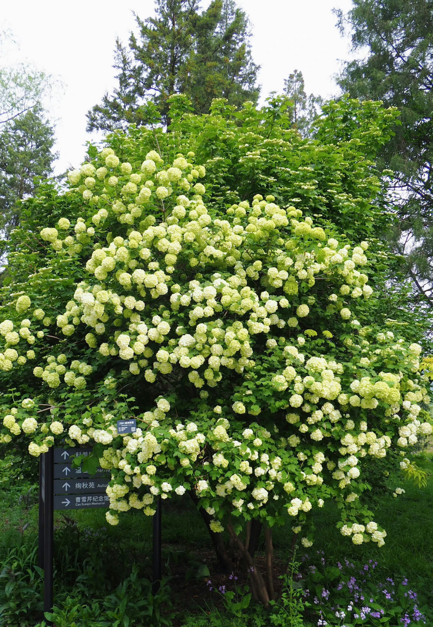 绿色,欧洲木绣球,四照花. 67