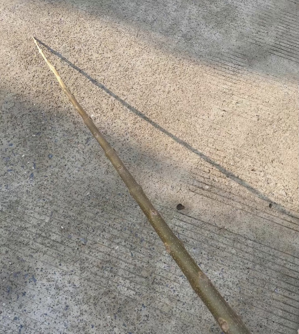 听说男生最无法抗拒的就是一根特别直的棍子,真的假的?你们喜欢吗?