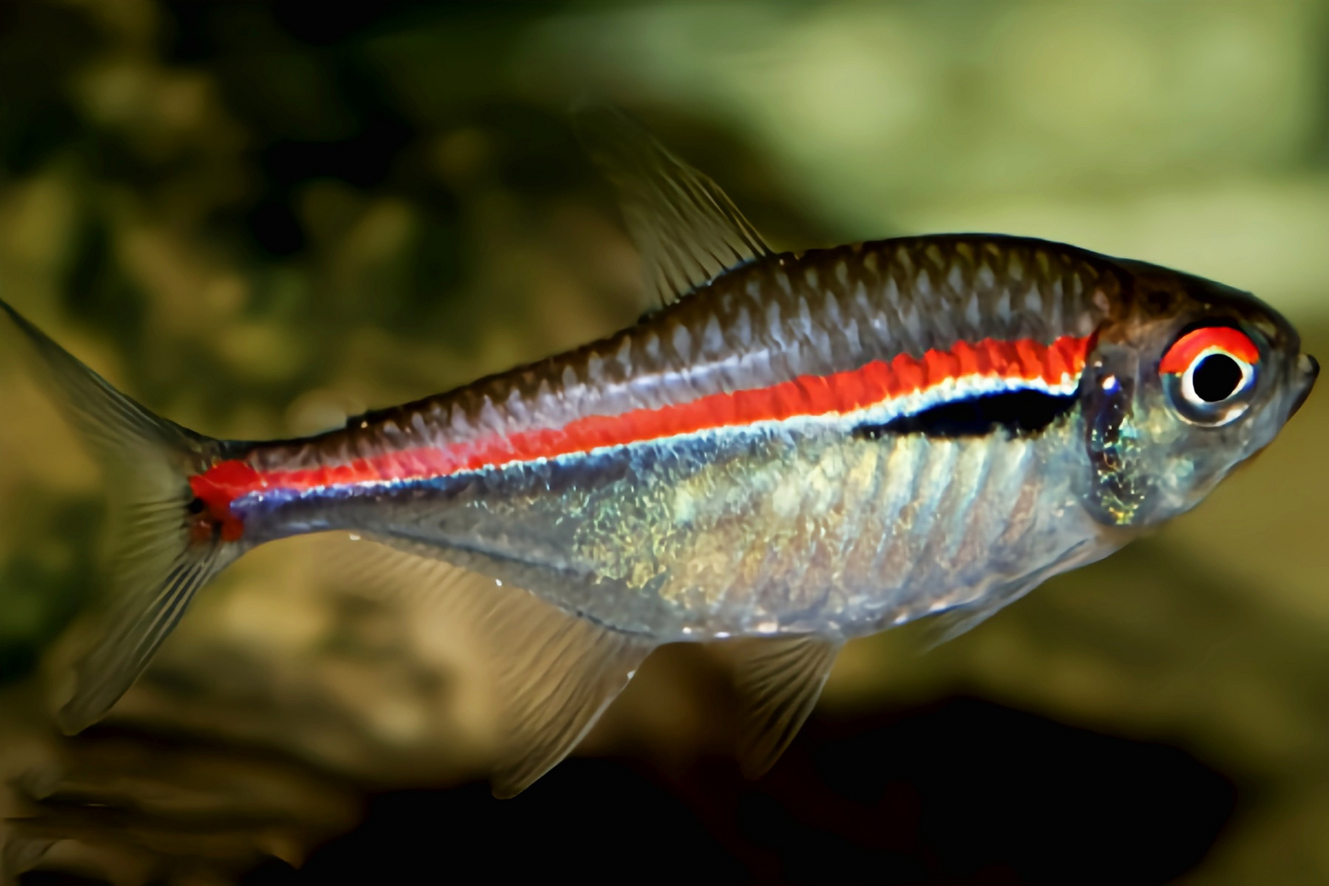 红带魮脂鲤,原产于南美洲巴西东北部亚玛帕州马拉卡河及普雷托河流域