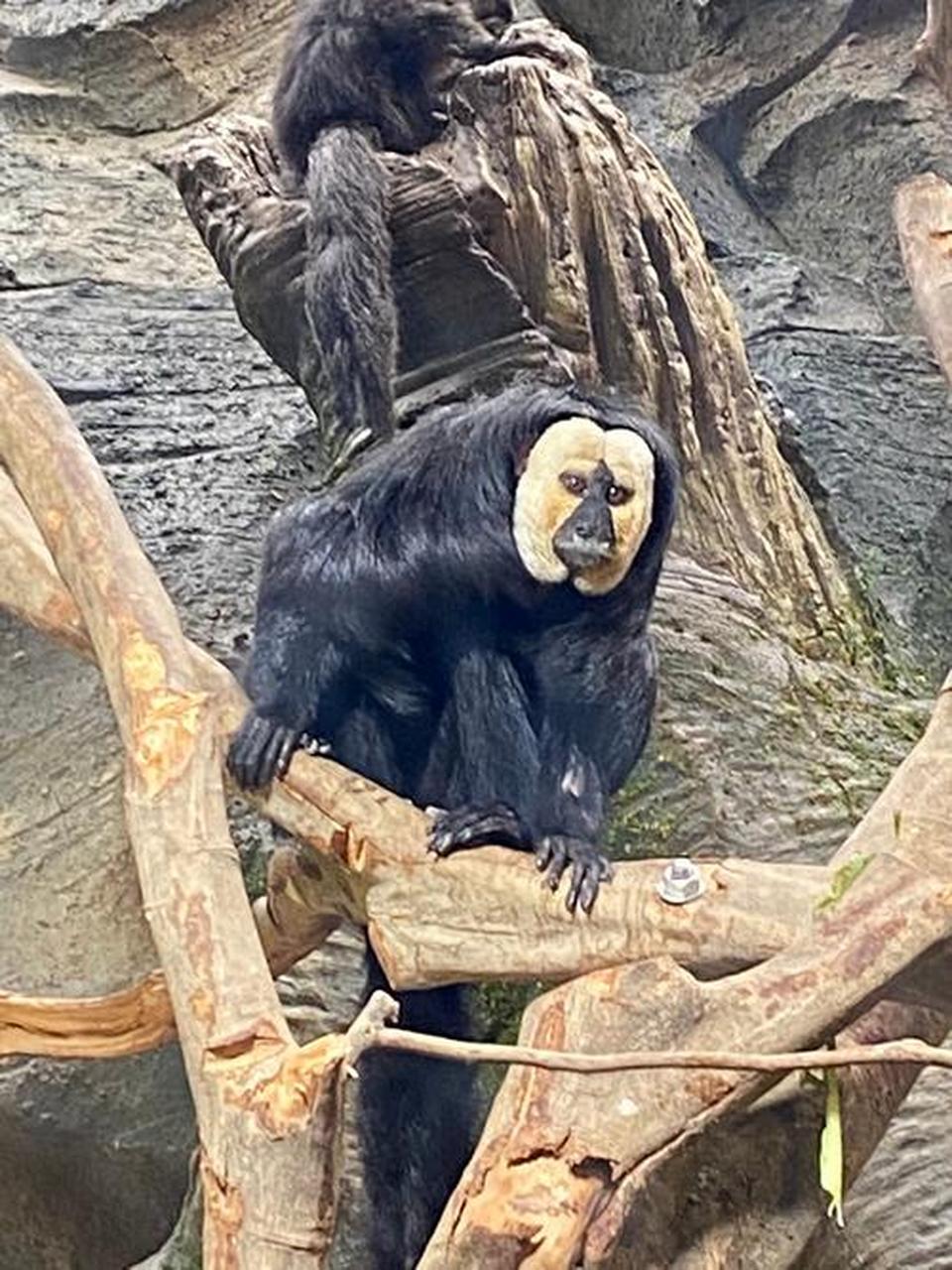 这种猴子面相太诡异了吧!