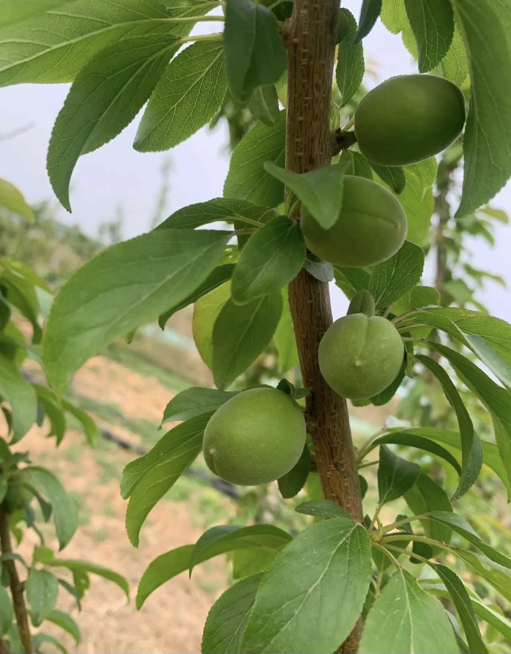 网上买的李树苗,长出了这样的果子,看着不像李子呢,有谁懂的吗?