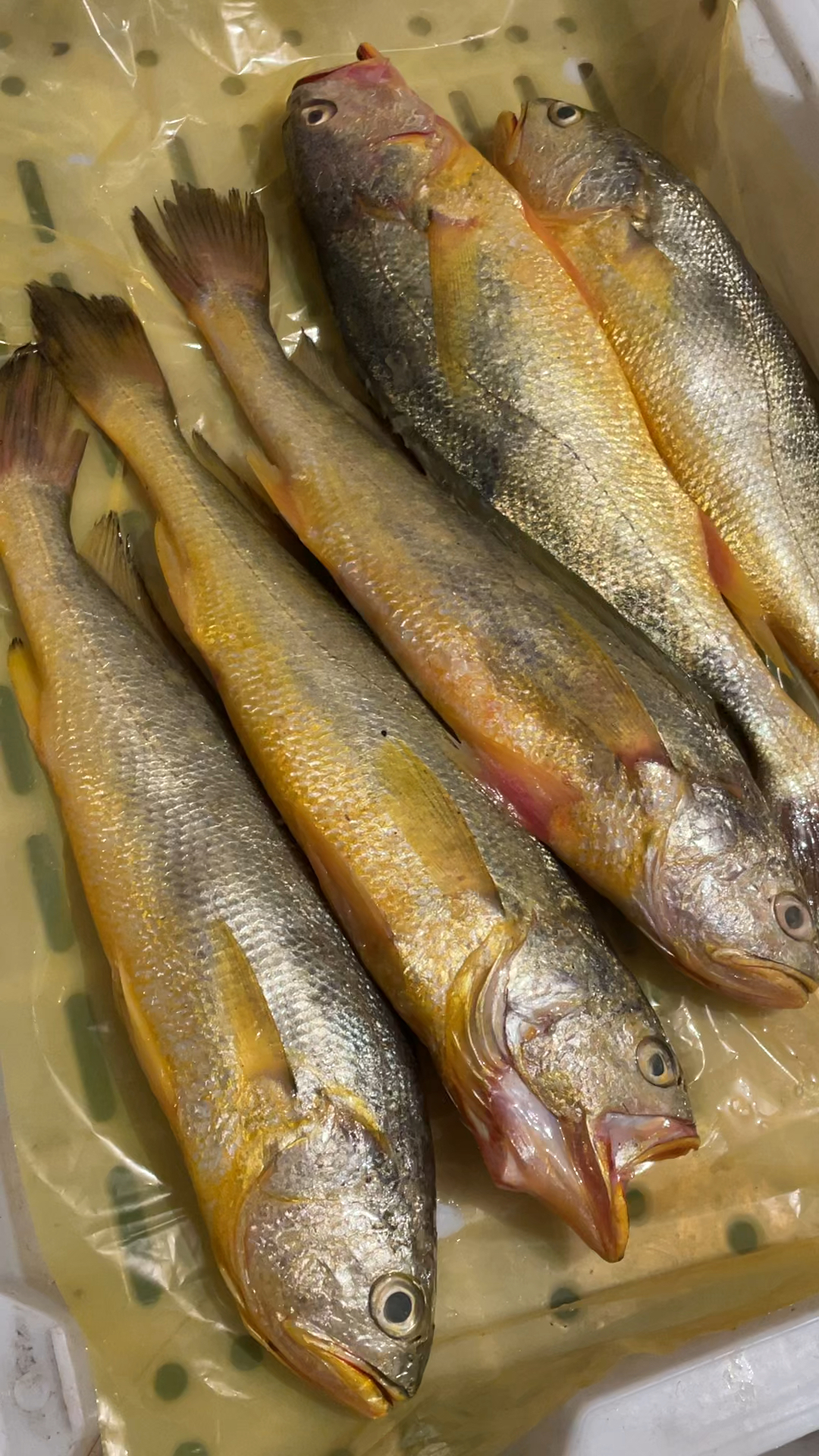 刚刚到的远洋深海捕捞的野生大黄鱼