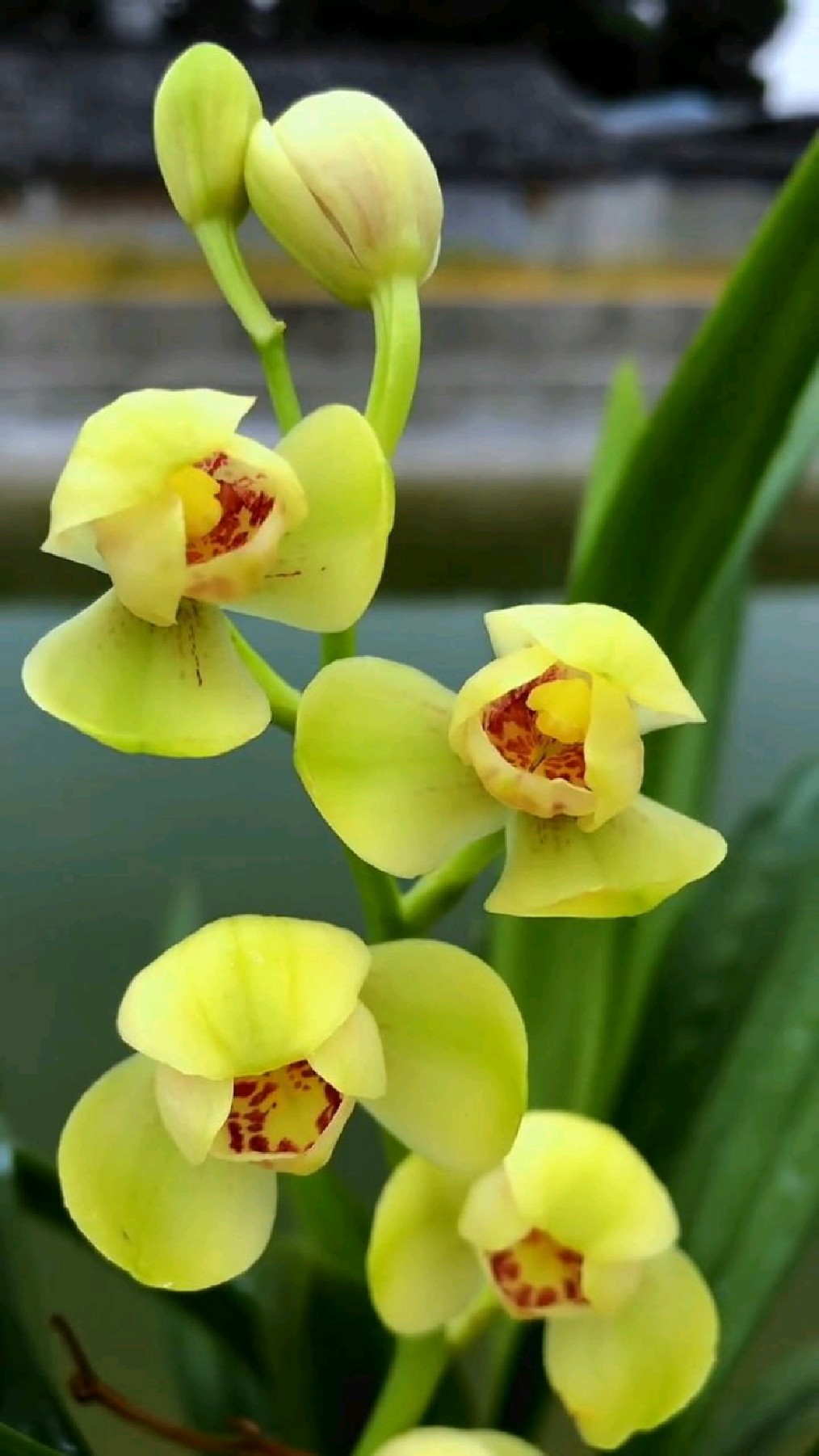 建兰铭品君临天下