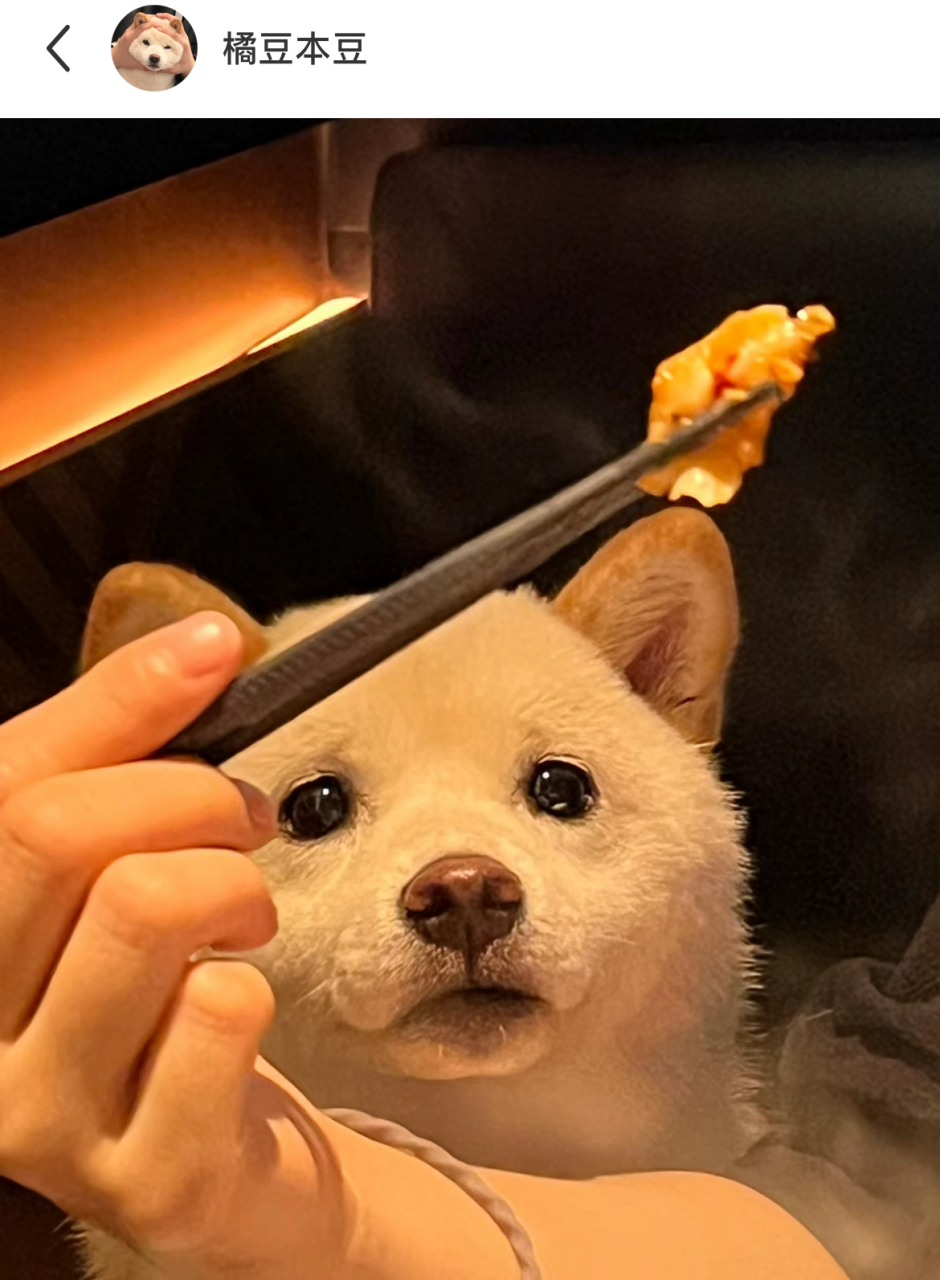 给狗子急的都快开口说话了,哈哈哈哈,是怎么做到盯着这么炽热的眼神