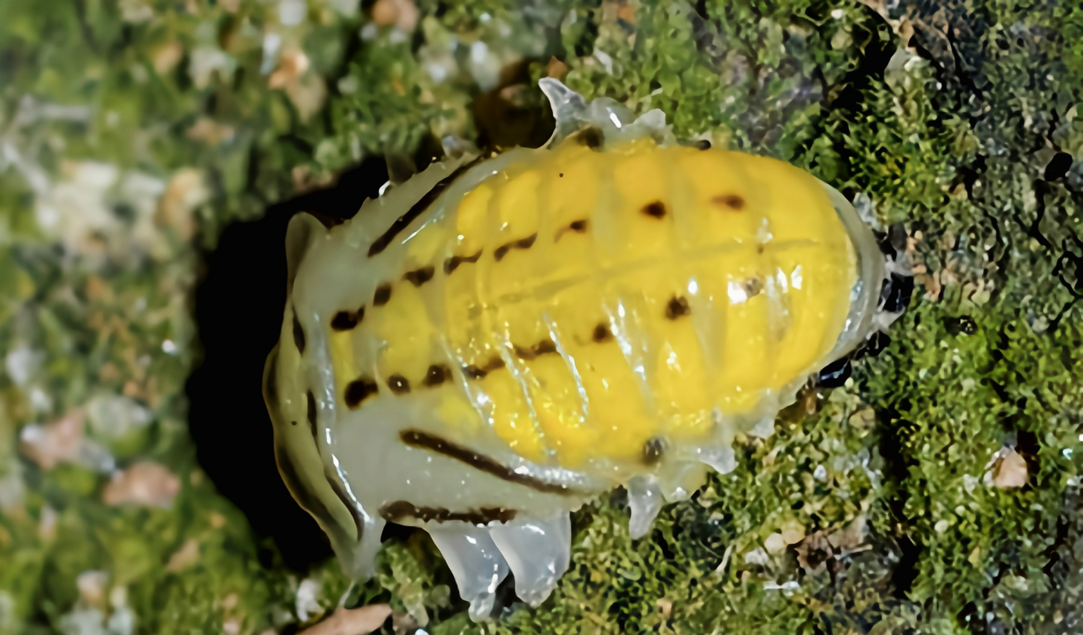 每天认识一种昆虫——黄瓢虫 黄瓢虫别名黄白瓢虫