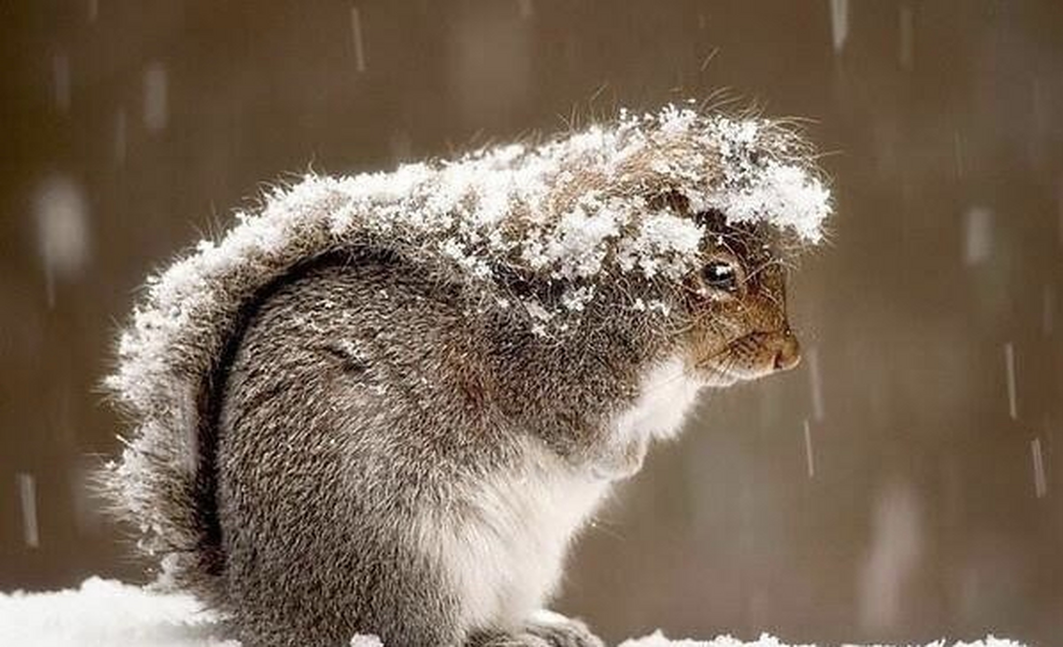 下雨或下雪时,松鼠会用它们的尾巴当做"伞".