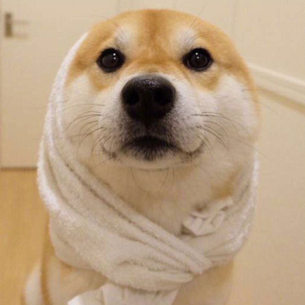 超级适合单身小哥哥的萌宠微信头像—撩妹子必备