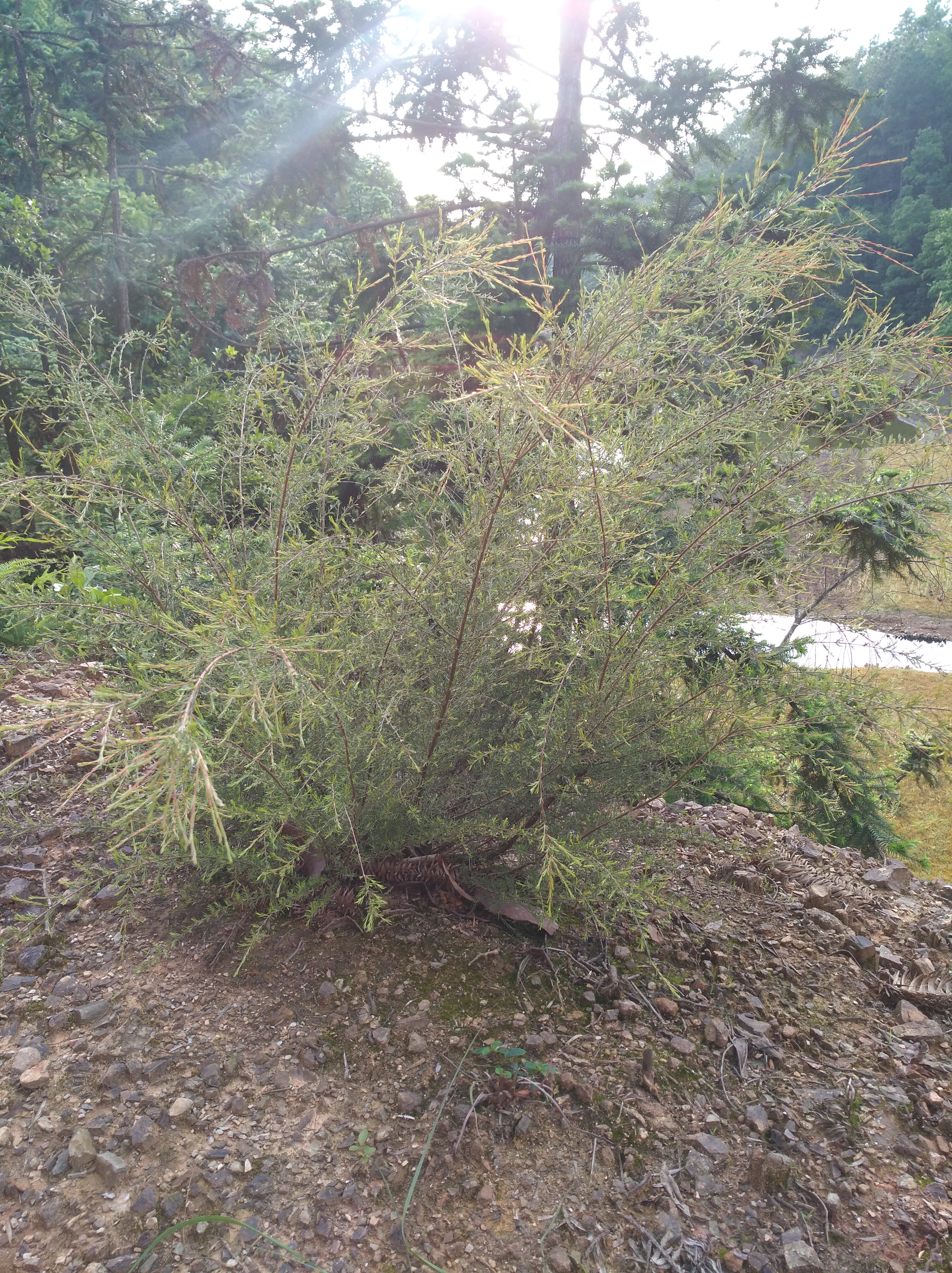 野生岗松,当盆景观赏价值更高,农村山里有生长