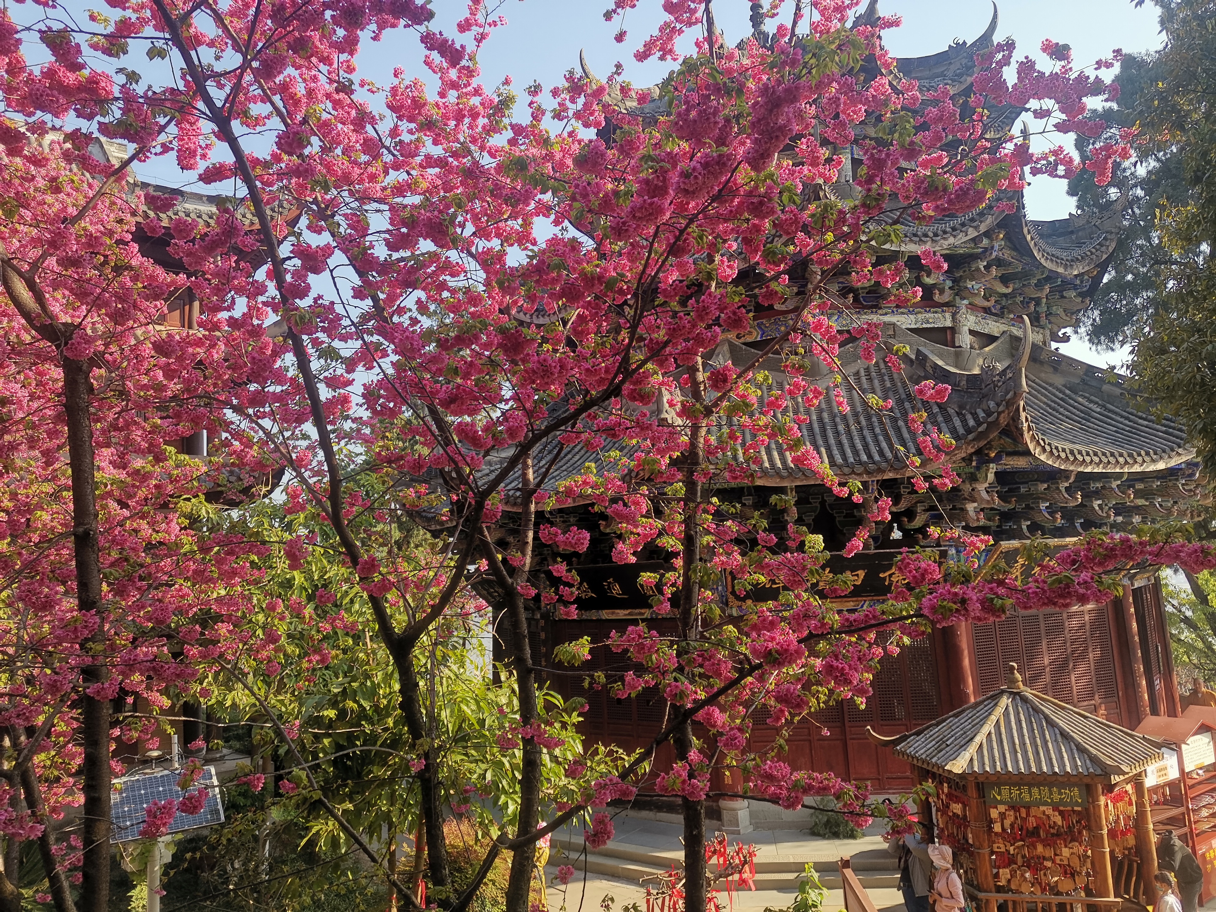 四川西昌光福寺的樱花开得好美