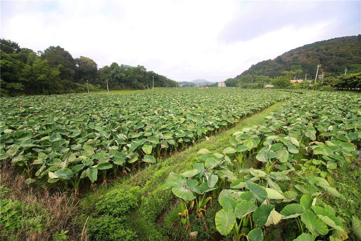 种植芋头:打造丰收的秘密技巧!