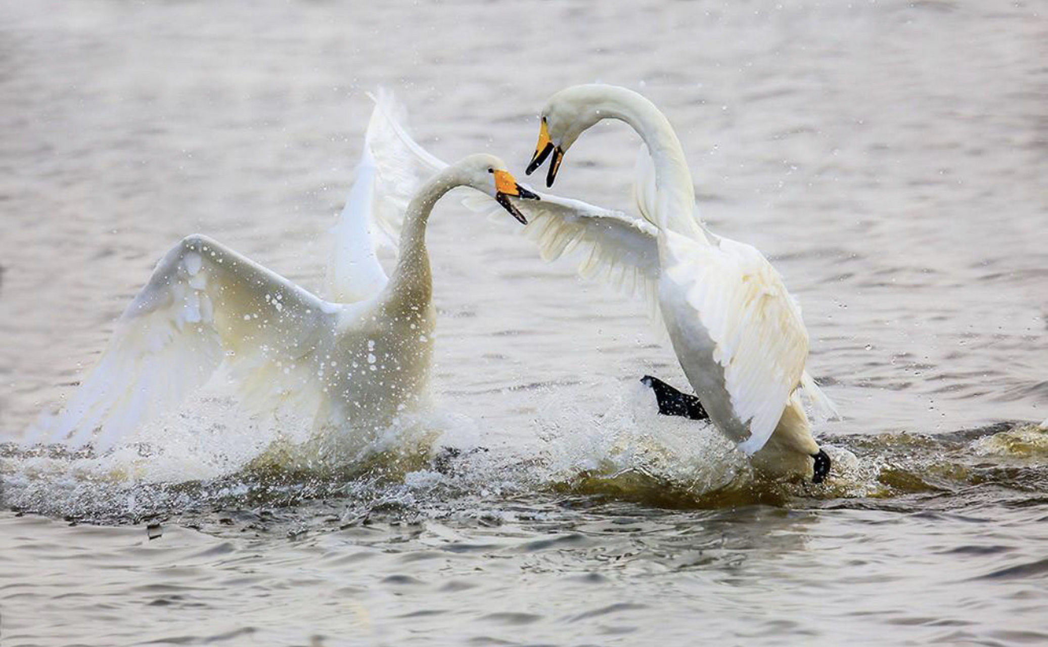 突破辽宁杠杠滴# #贯彻二十大辽宁在行动# #美好辽宁欢迎您# 天鹅戏水