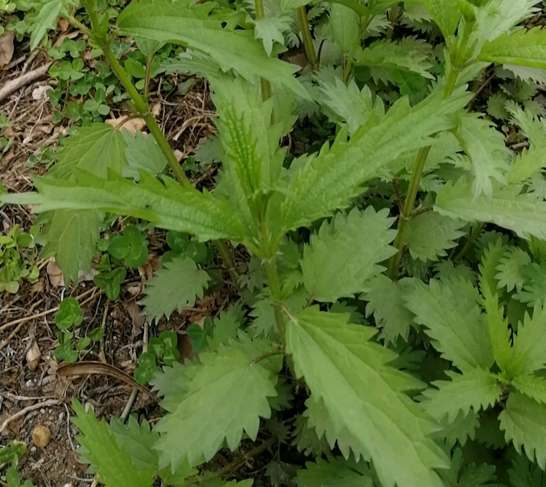 蝎子草有毒吗图片