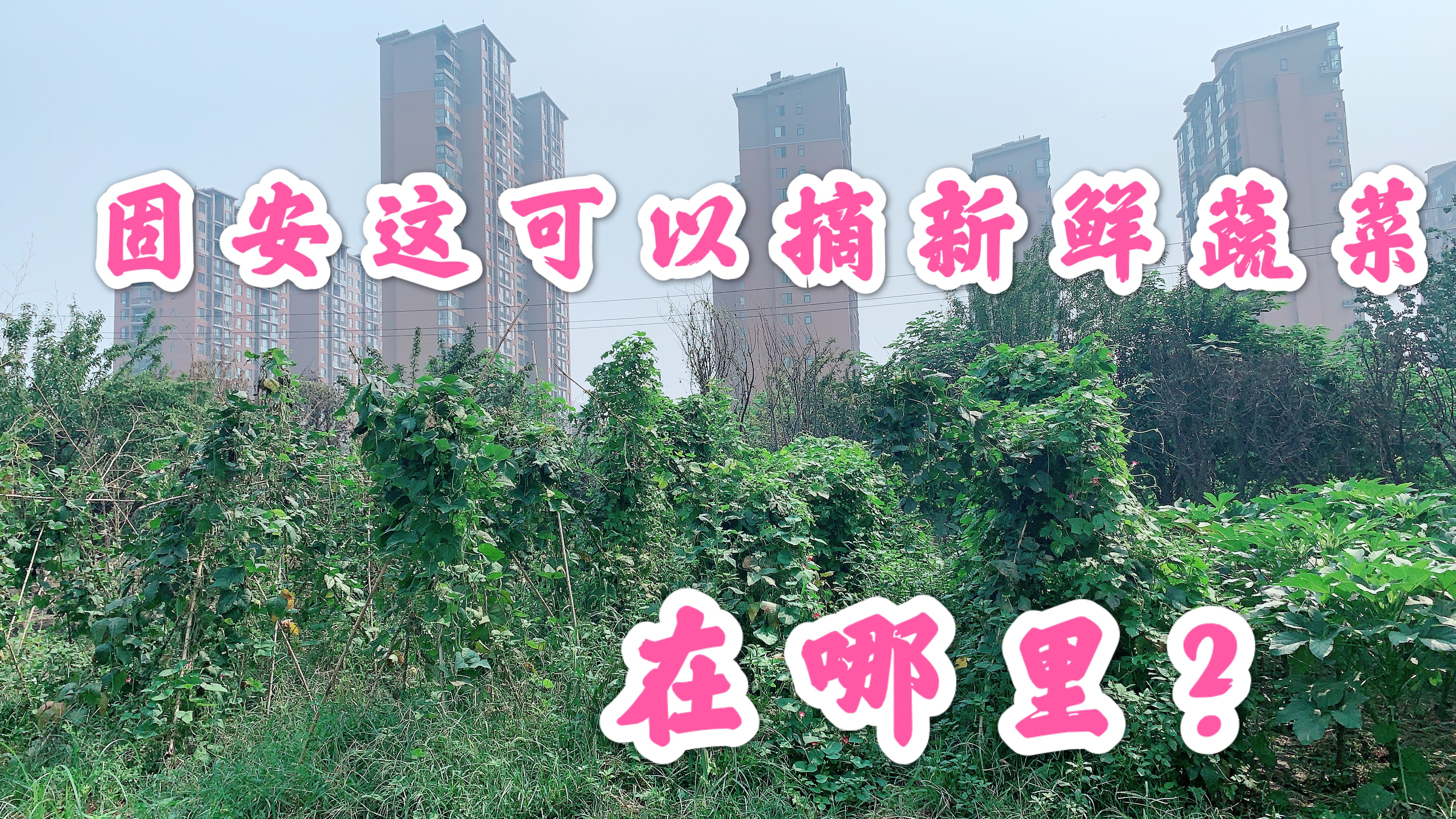 固安县城中心,竟然能采摘到新鲜的蔬菜和水果,看看在什么地方?