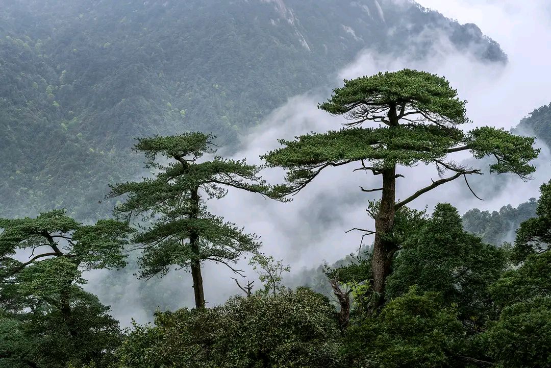 湖南广东交界处的莽山,随手一拍就是一幅山水画,天然画室
