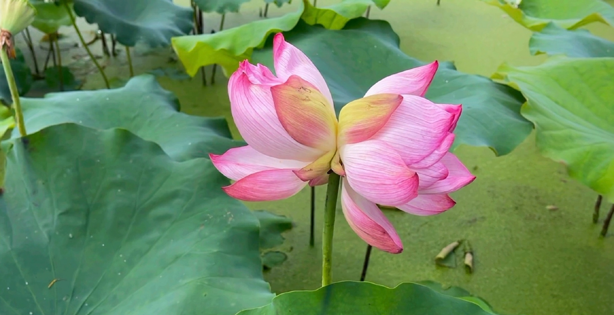 随手拍并蒂莲有"花中君子"之称,是荷花中的极品,茎杆一枝,花开两朵,有
