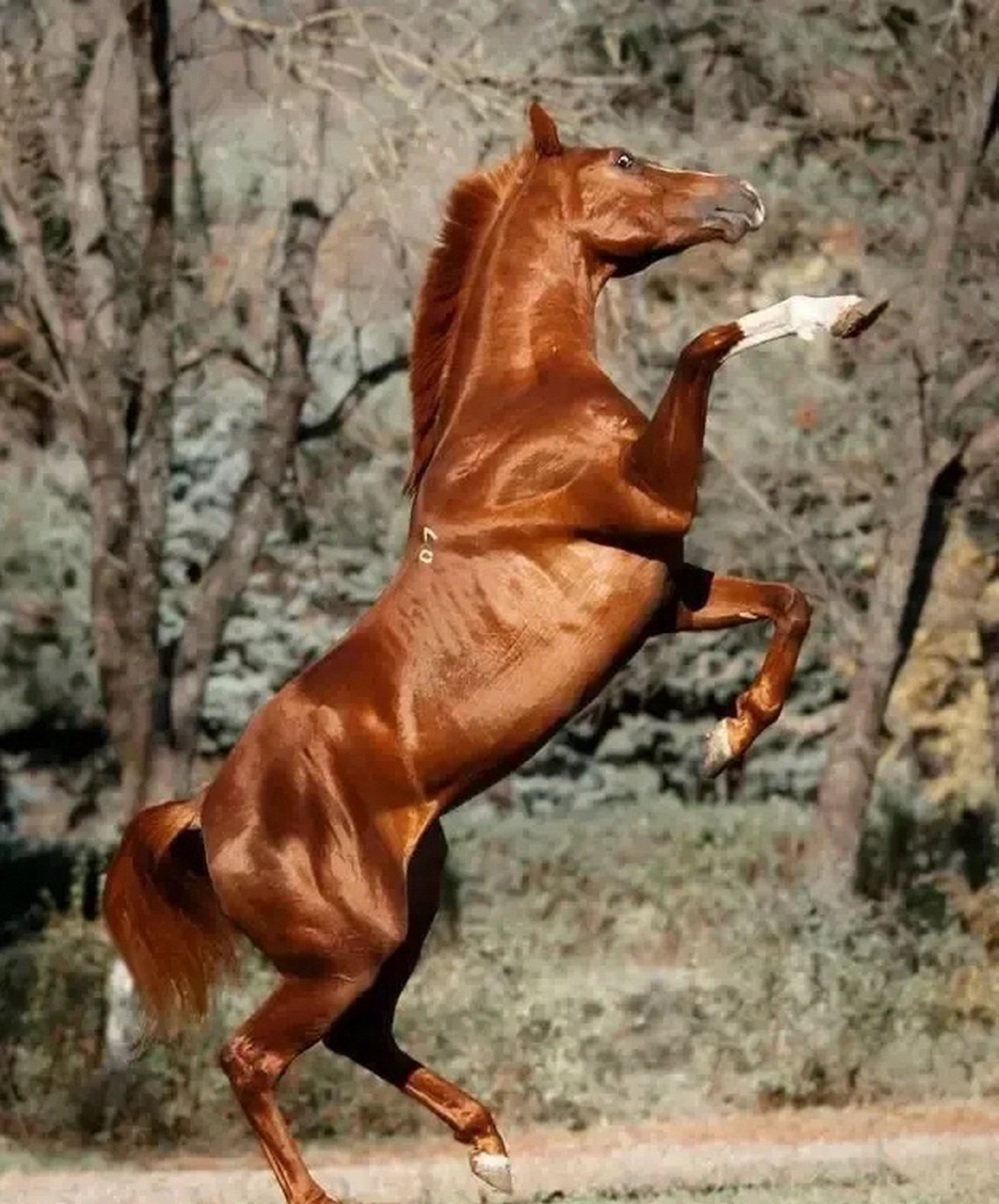 普通马搭载一人,每天只能跑300里远.