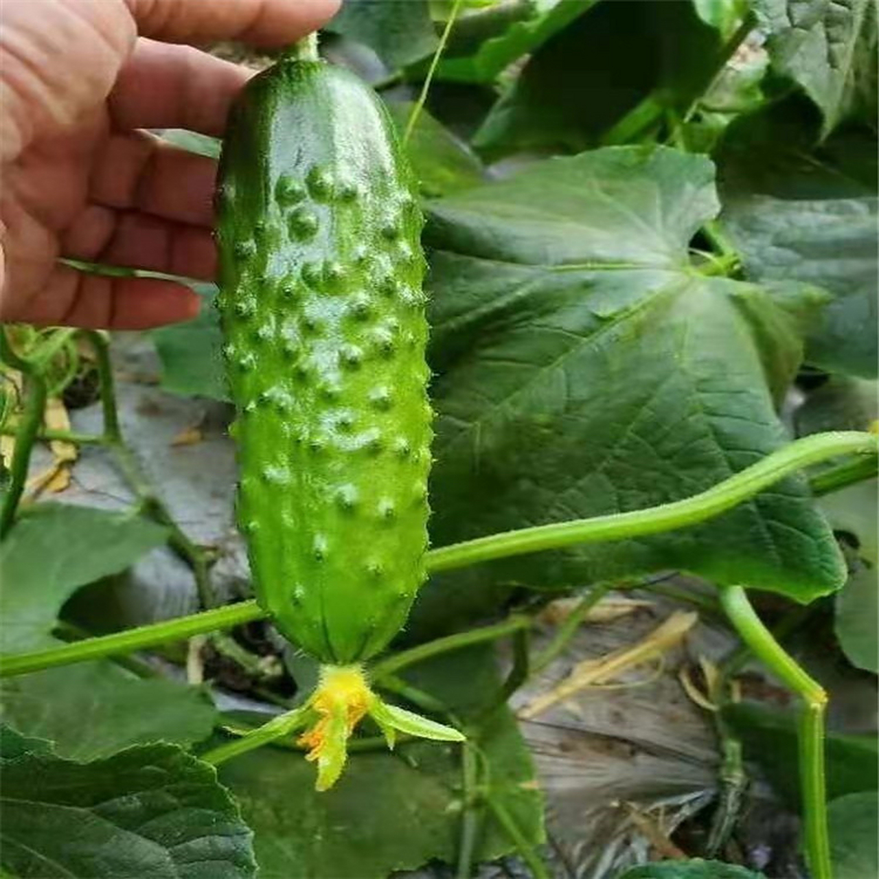 老家菜地发现的 小乳瓜没有刺 这是黄瓜吗? 黄瓜不是又细又长吗?