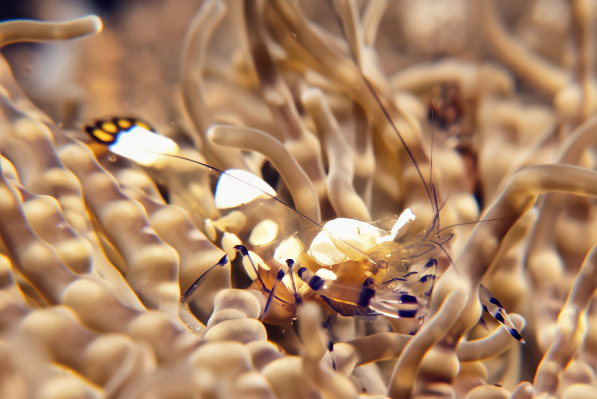 每天认识一种动物——白斑海葵虾 白斑海葵虾别名透明海葵虾,太平洋