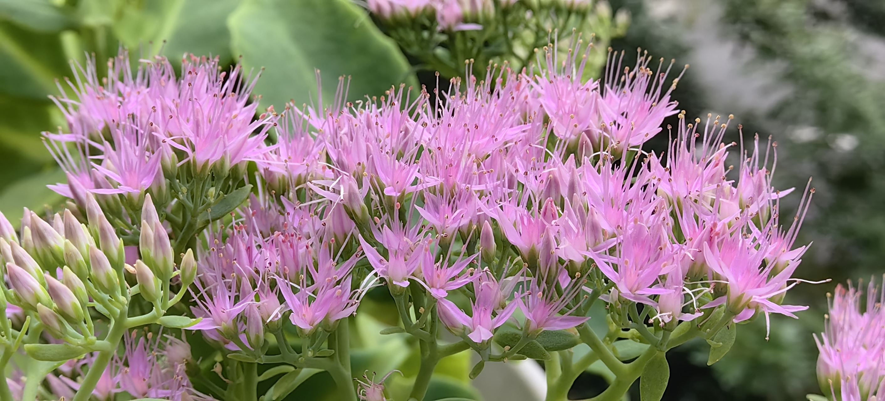 阳台上的长药八宝花盛开,努放的淡紫色美不胜收.