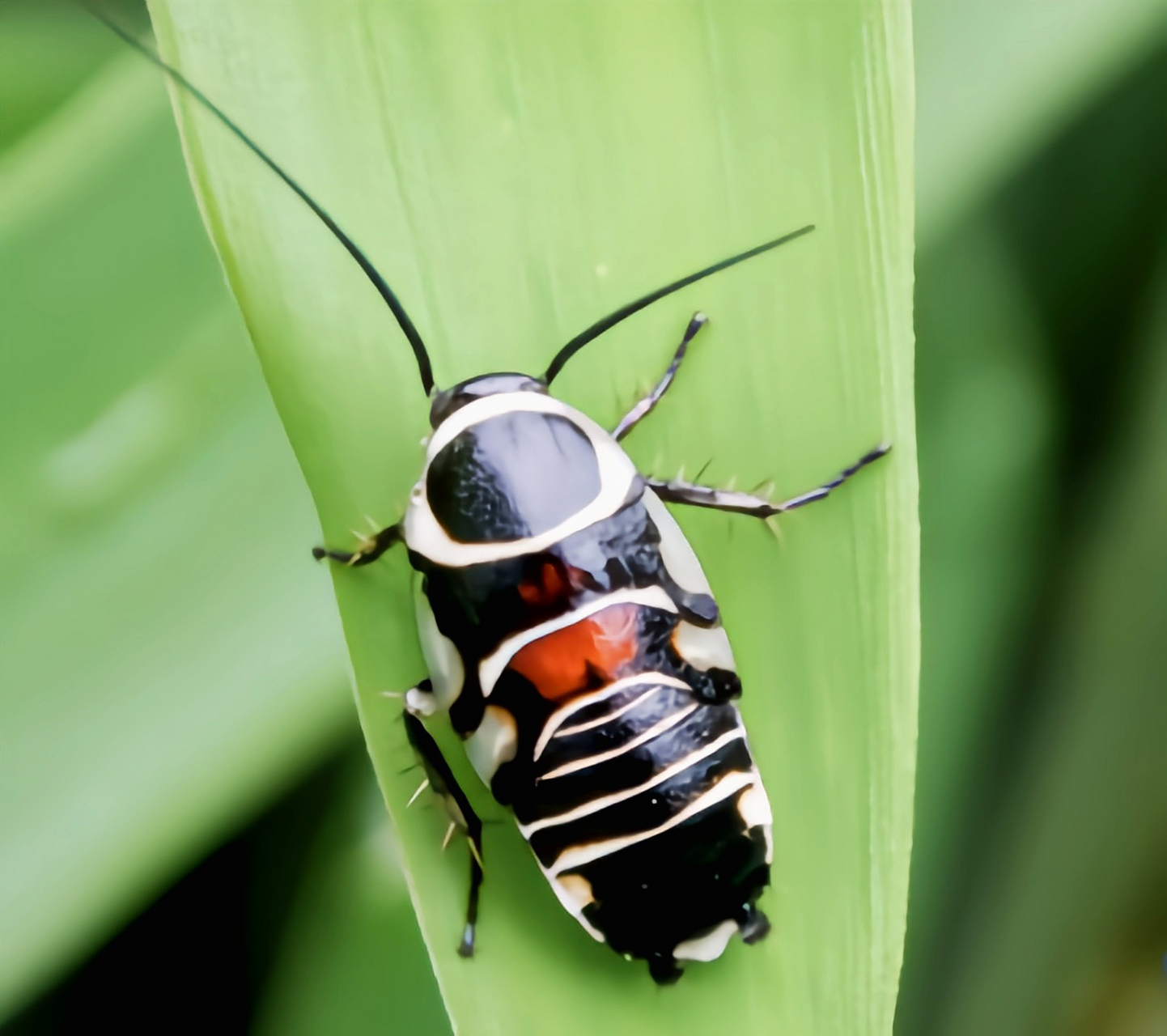 每天认识一种动物——黄缘拟截尾蠊 黄缘拟截尾镰,原产于亚洲南部