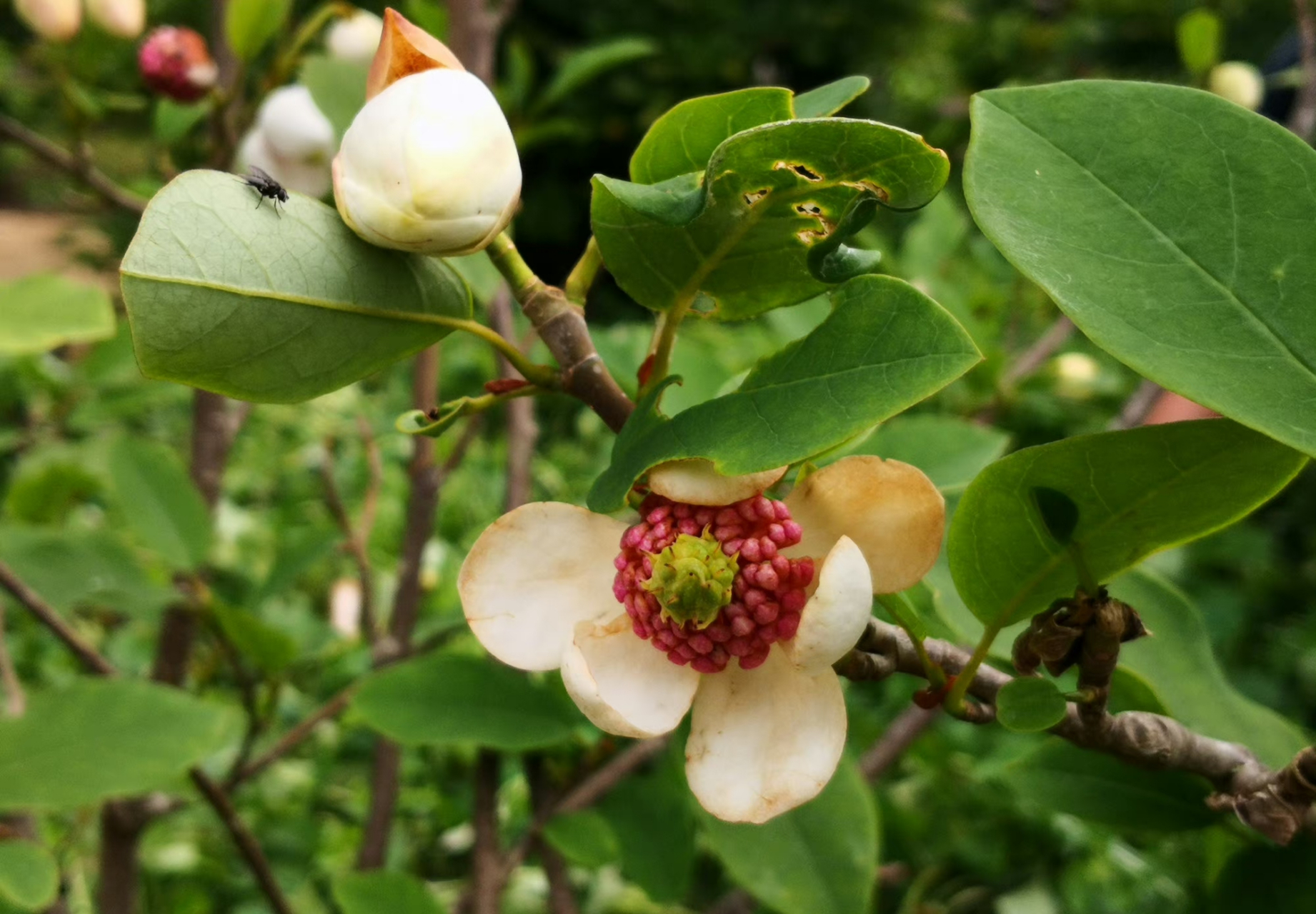 天女花oyama sieboldii,木兰科天女花属 67,天女花,有很轻柔的香气.